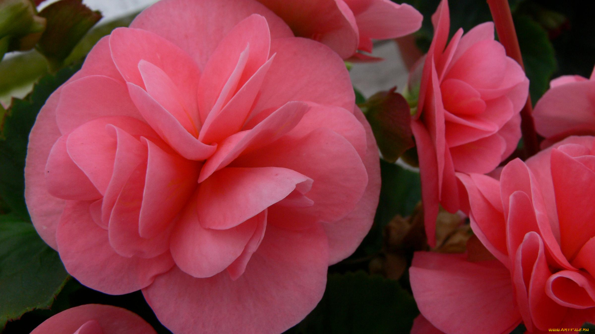 цветы, бегония