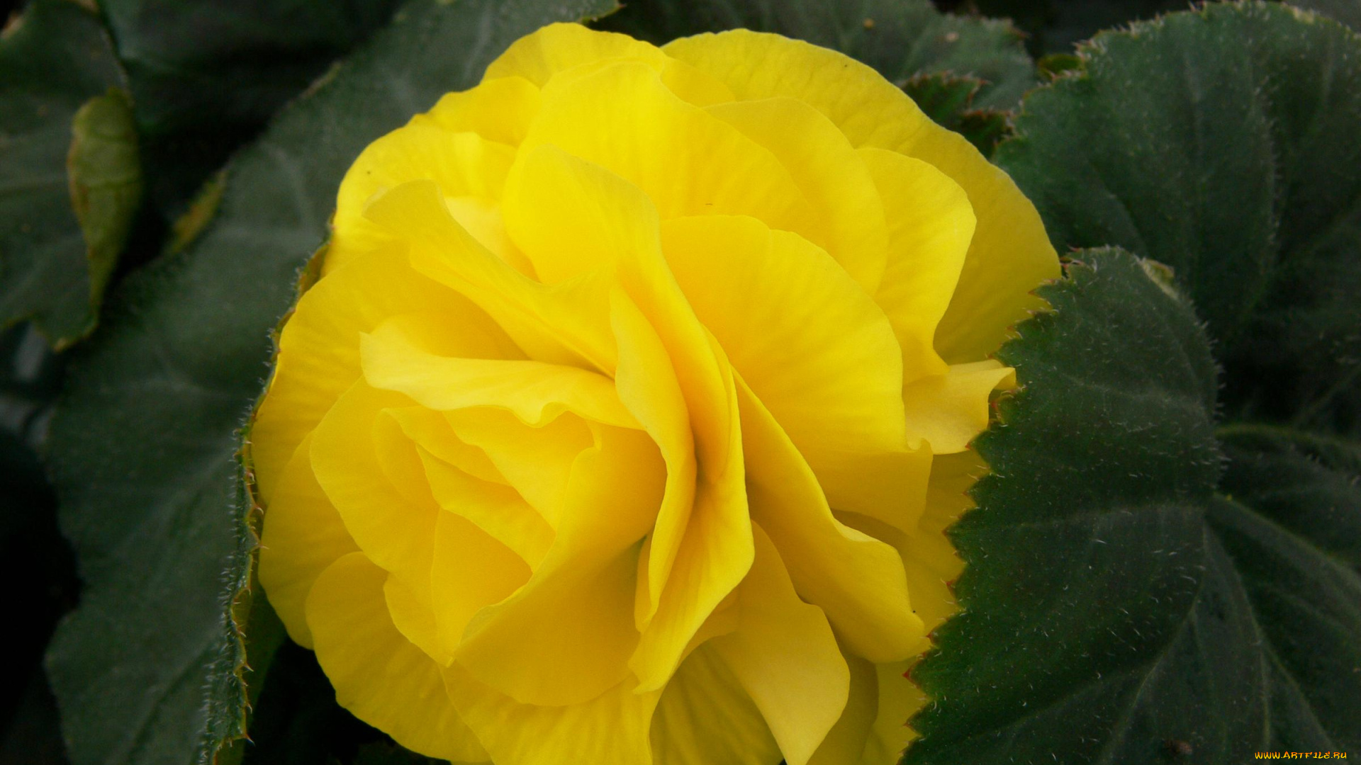 цветы, бегония