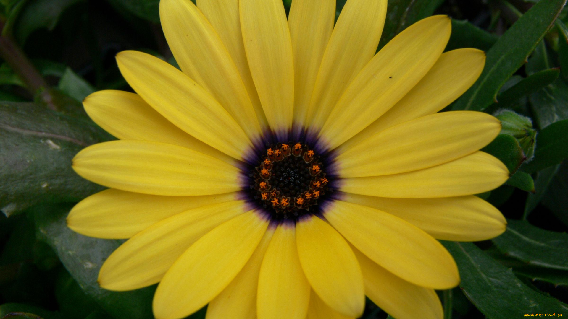 цветы, диморфотеки