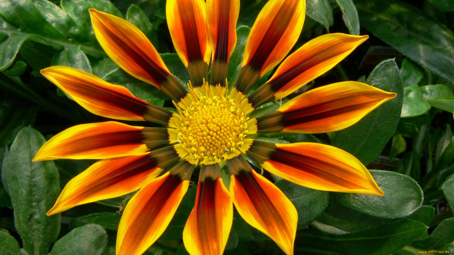 цветы, газания