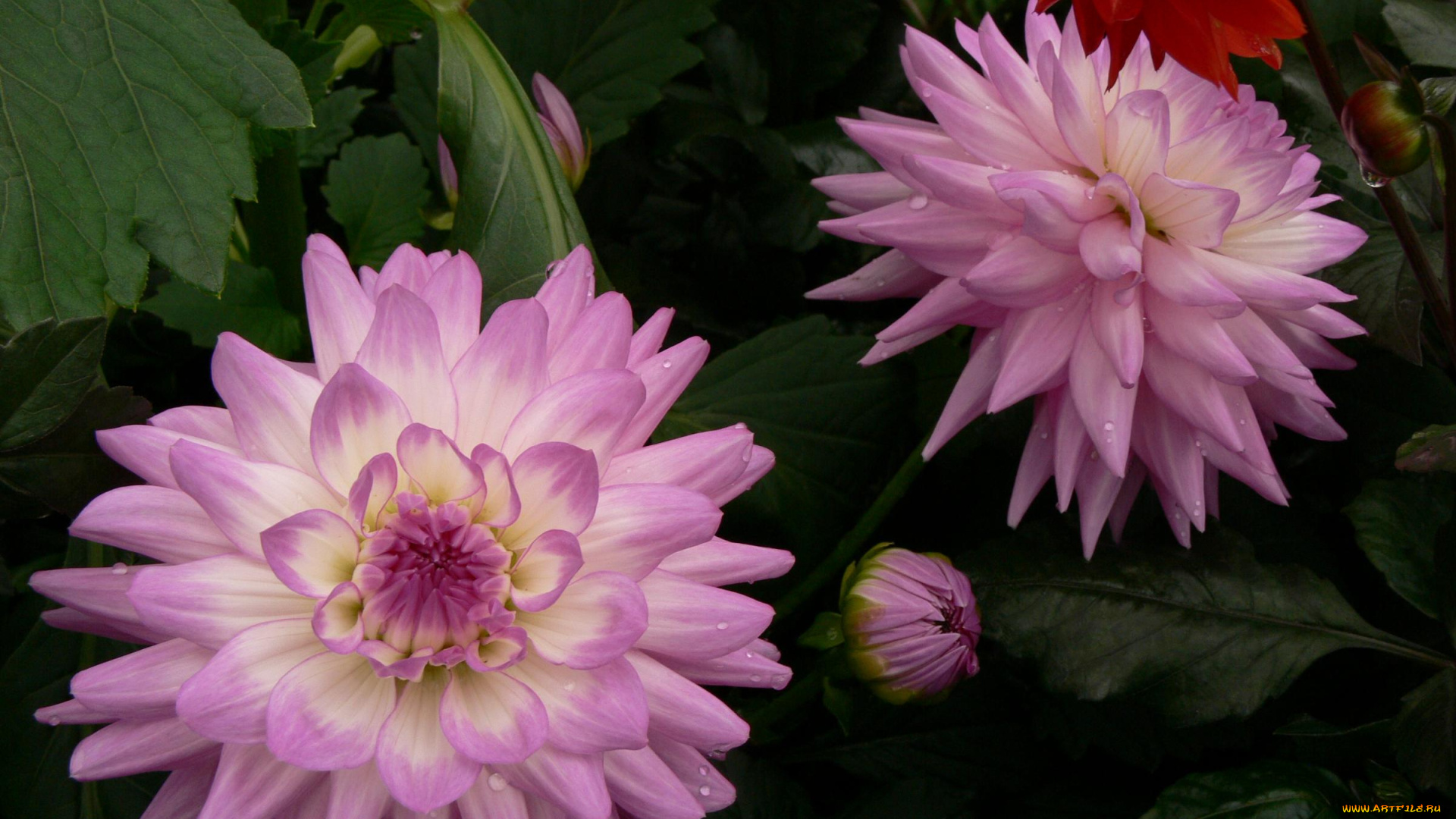 цветы, георгины