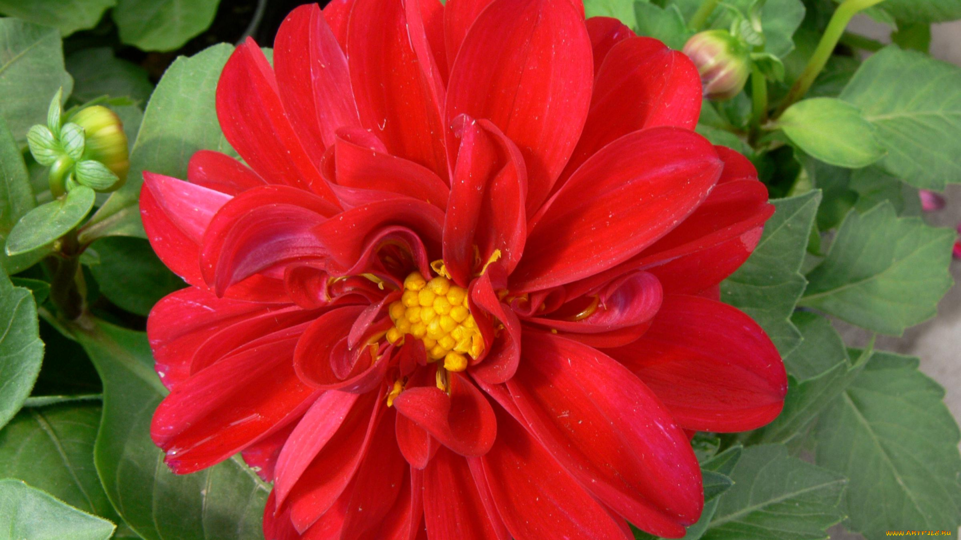 цветы, георгины