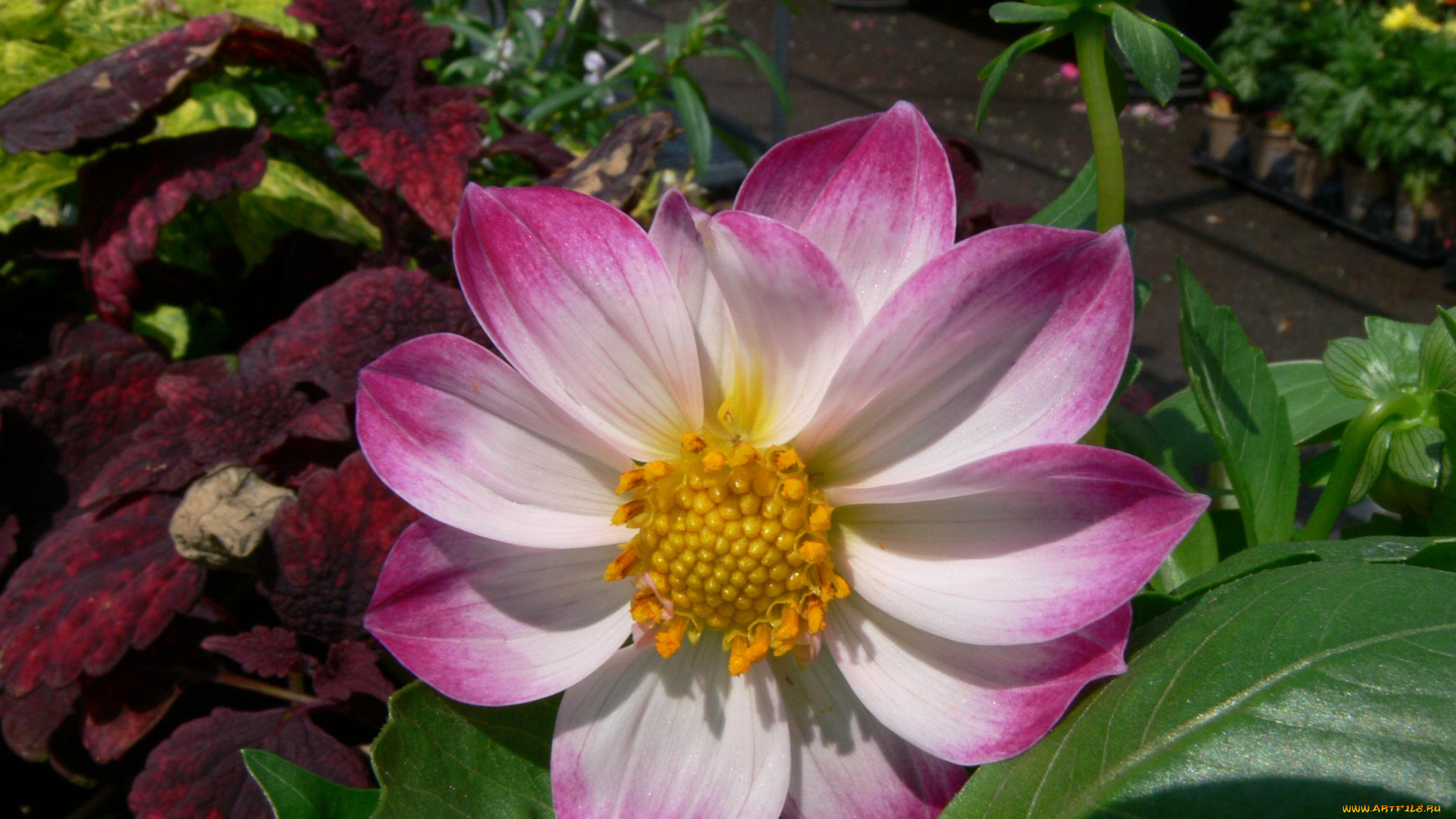 цветы, георгины