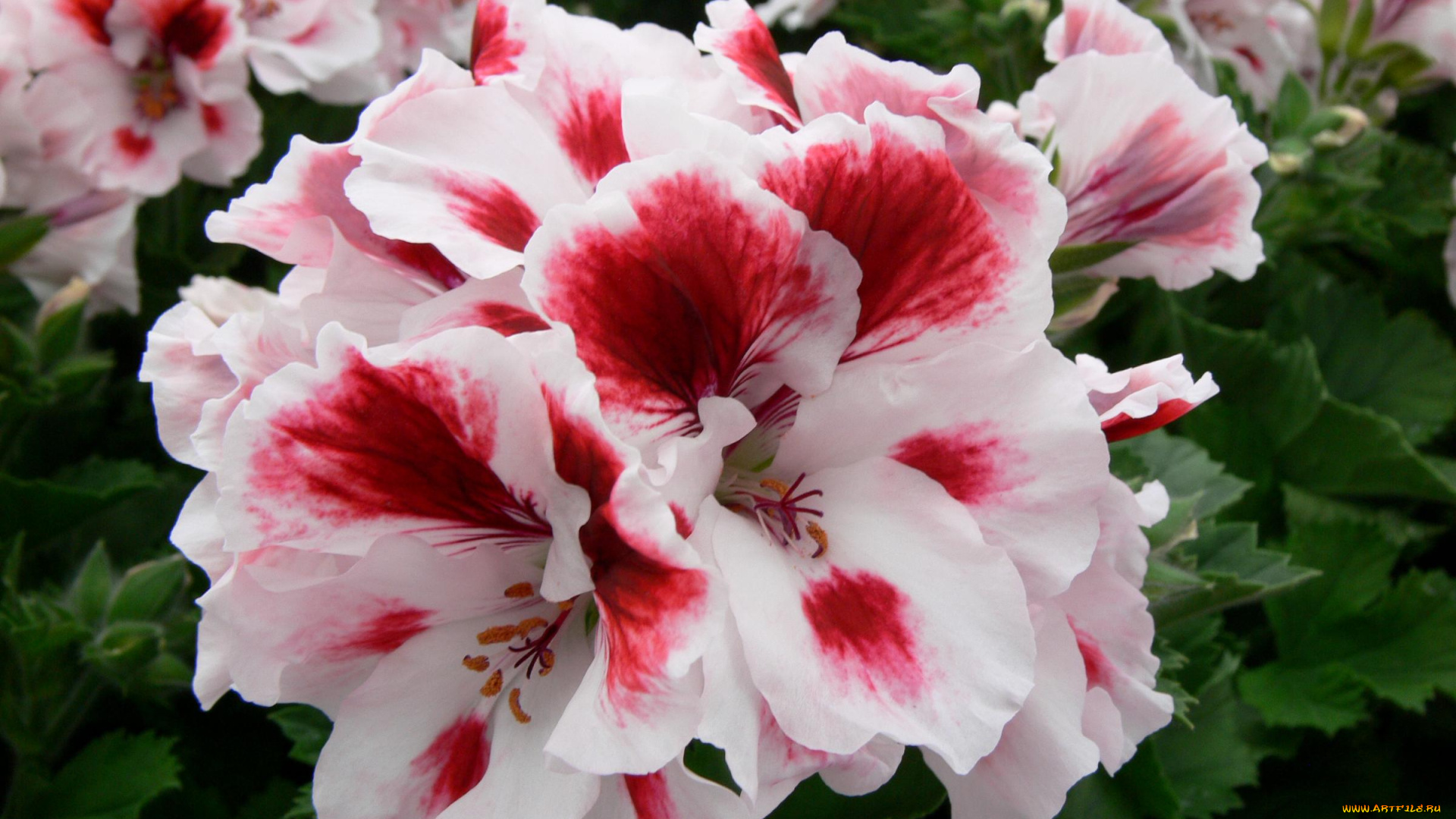 цветы, герань