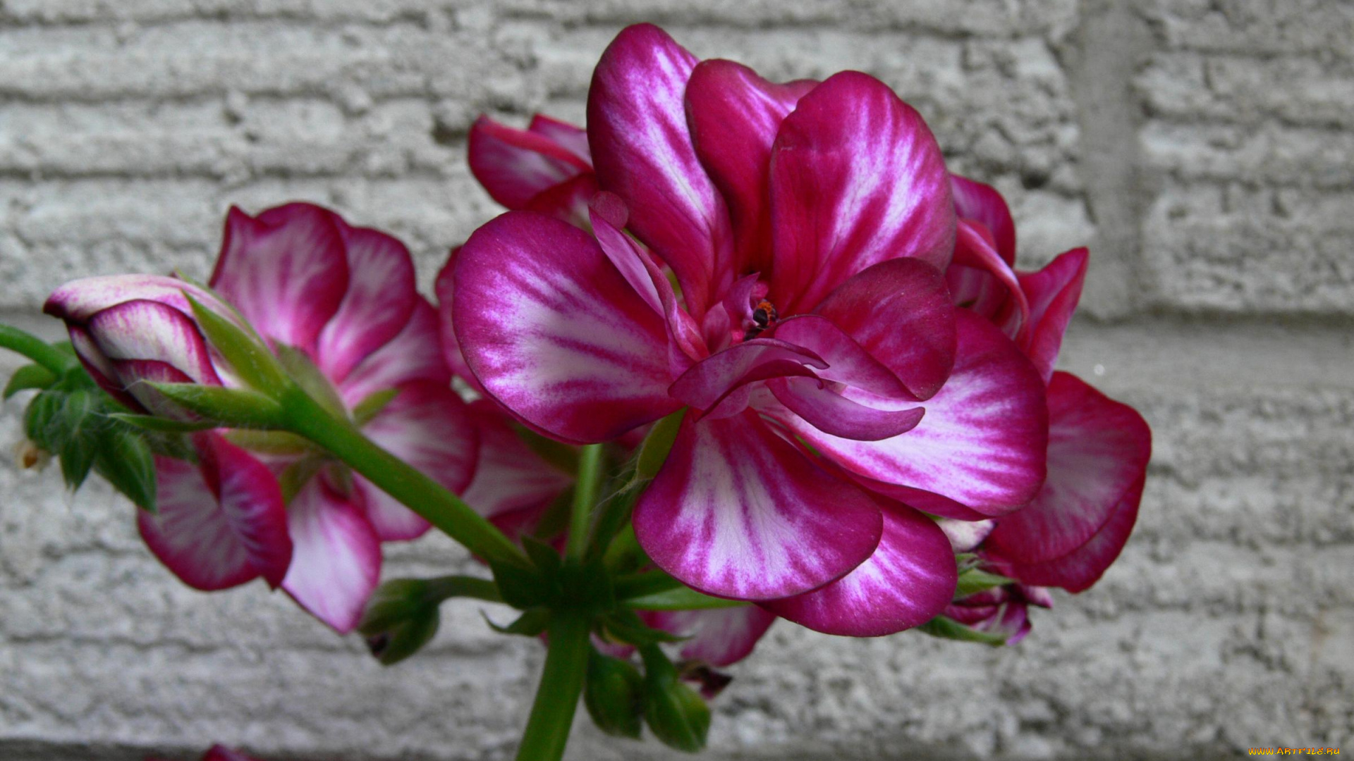 цветы, герань