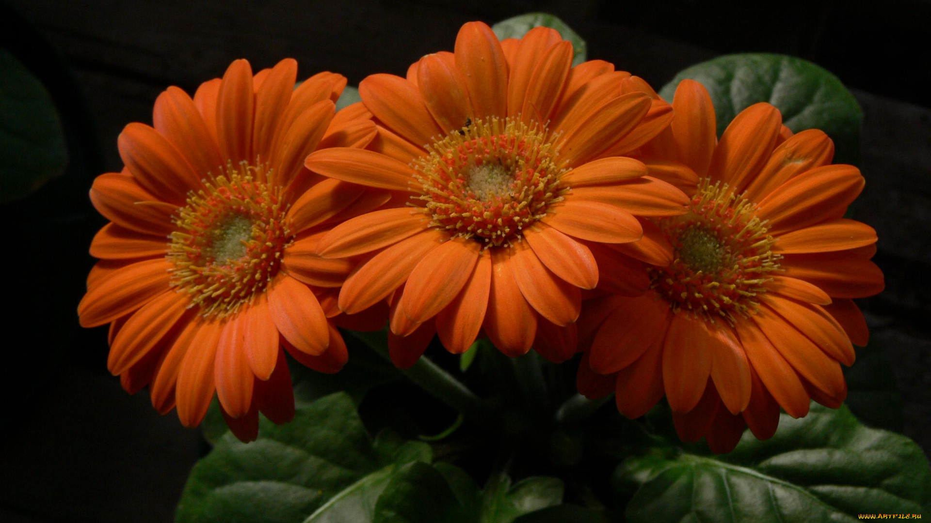 цветы, герберы