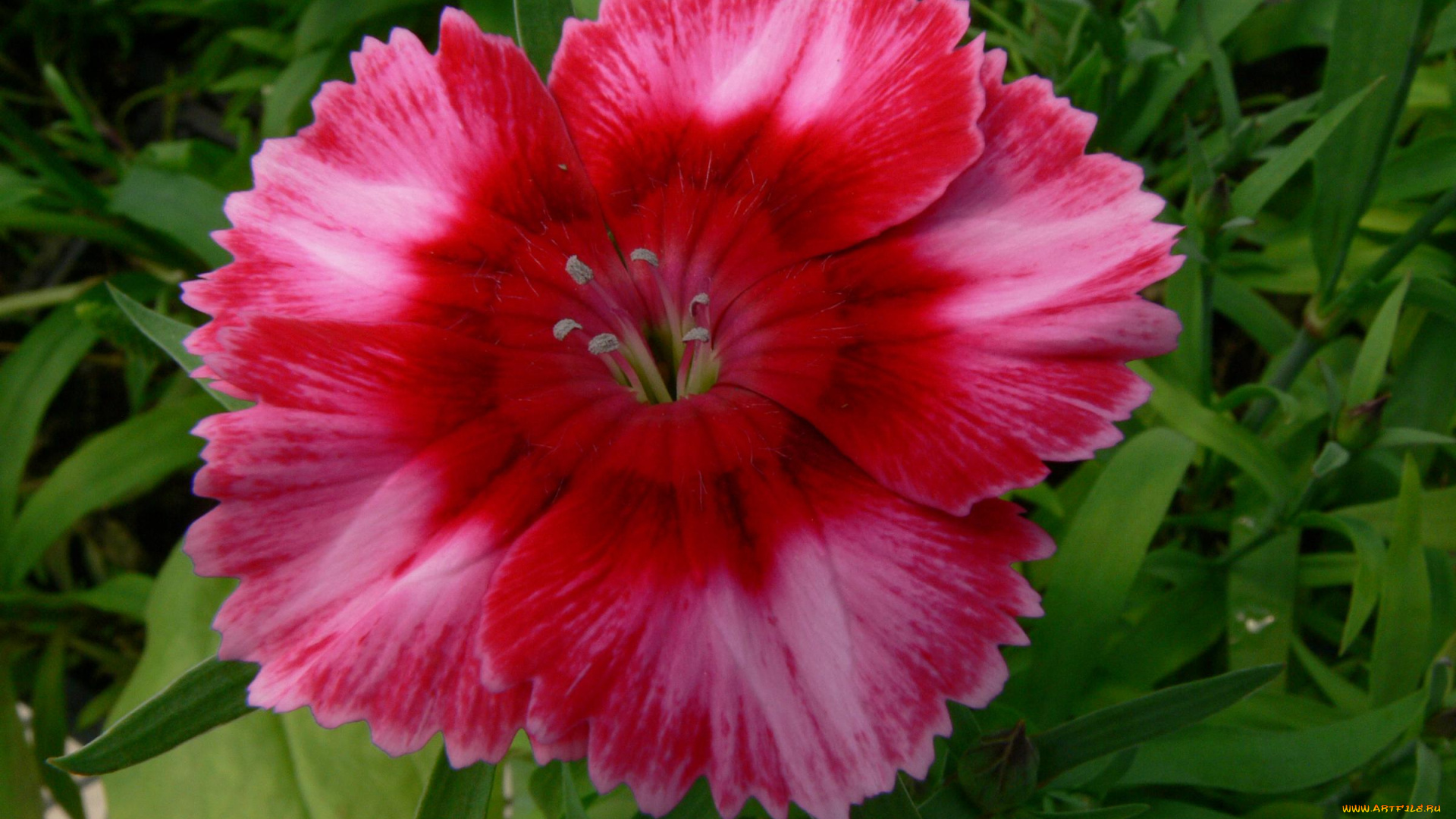 цветы, гвоздики