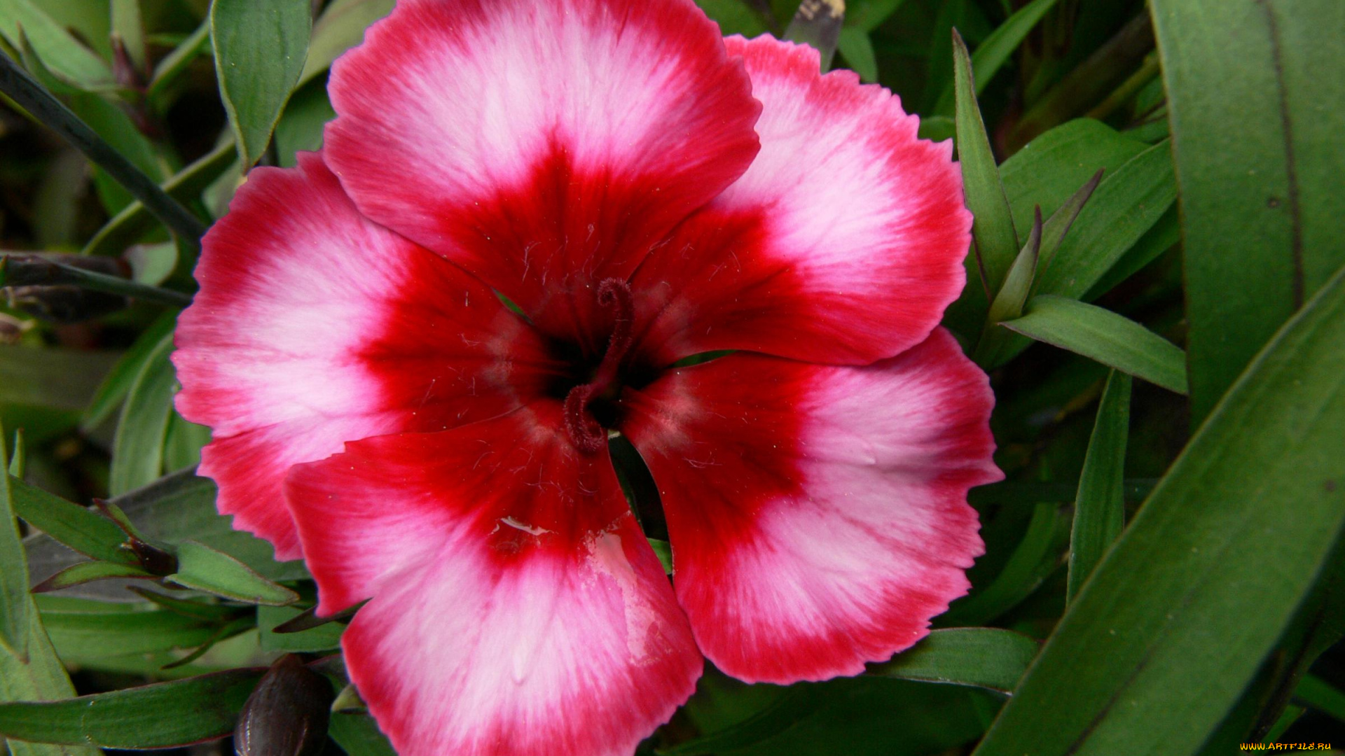 цветы, гвоздики