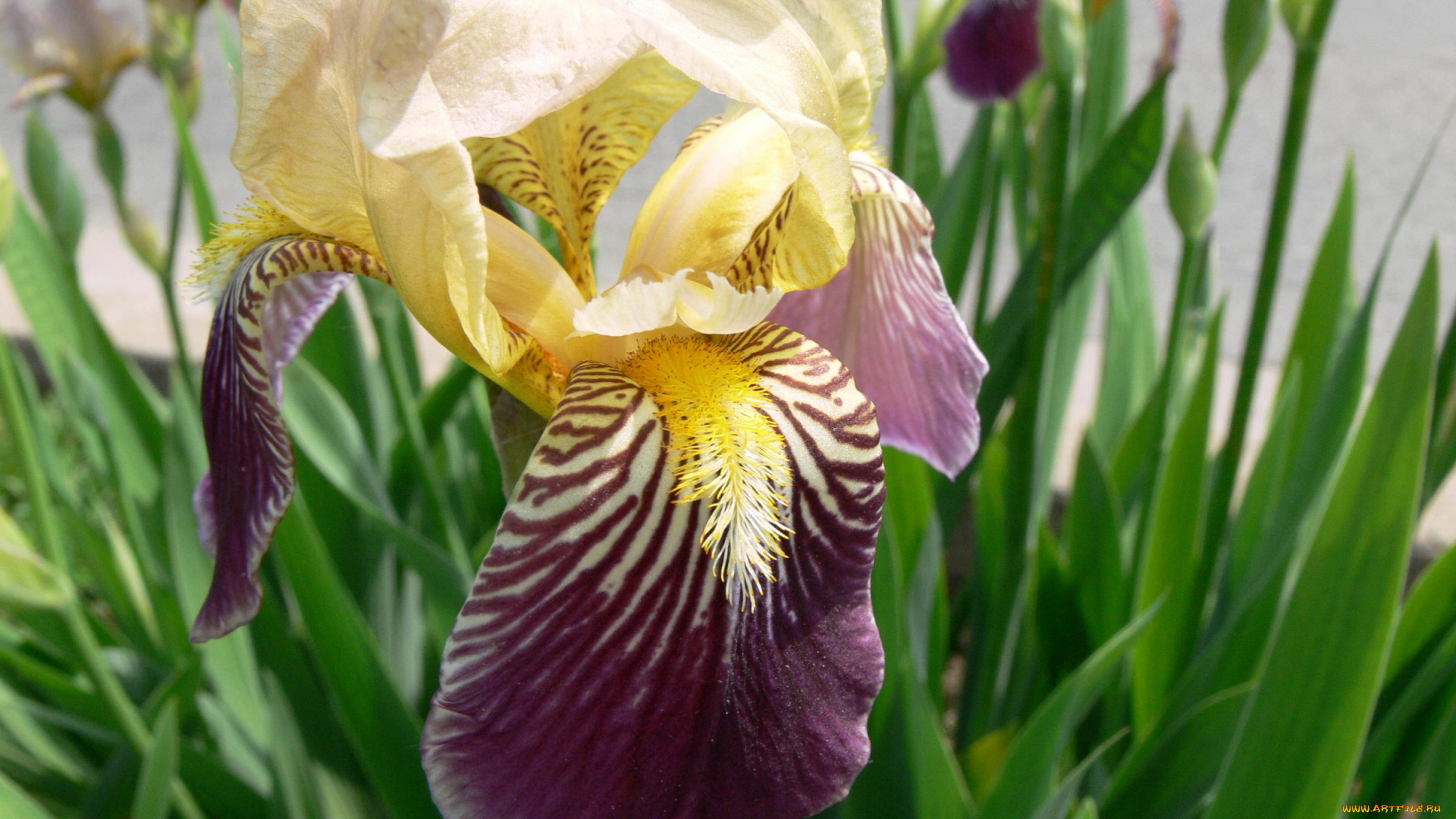 цветы, ирисы