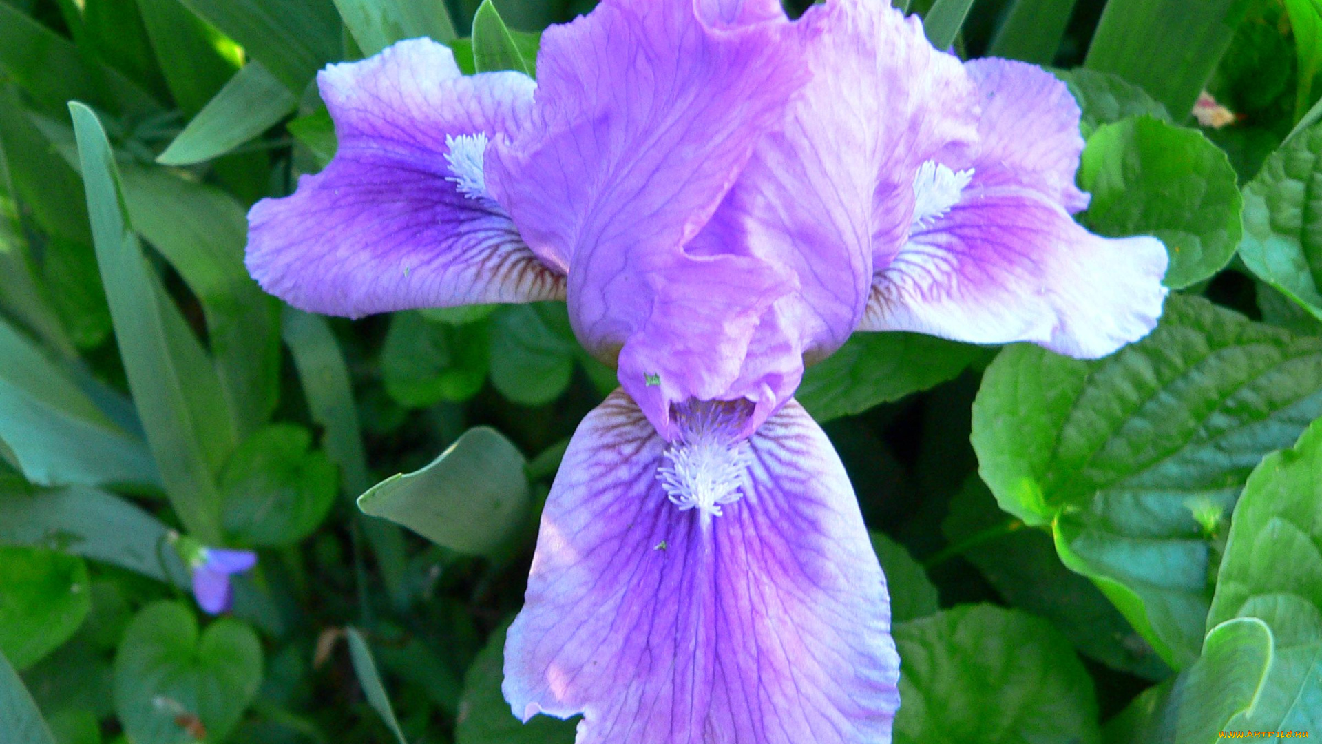 цветы, ирисы