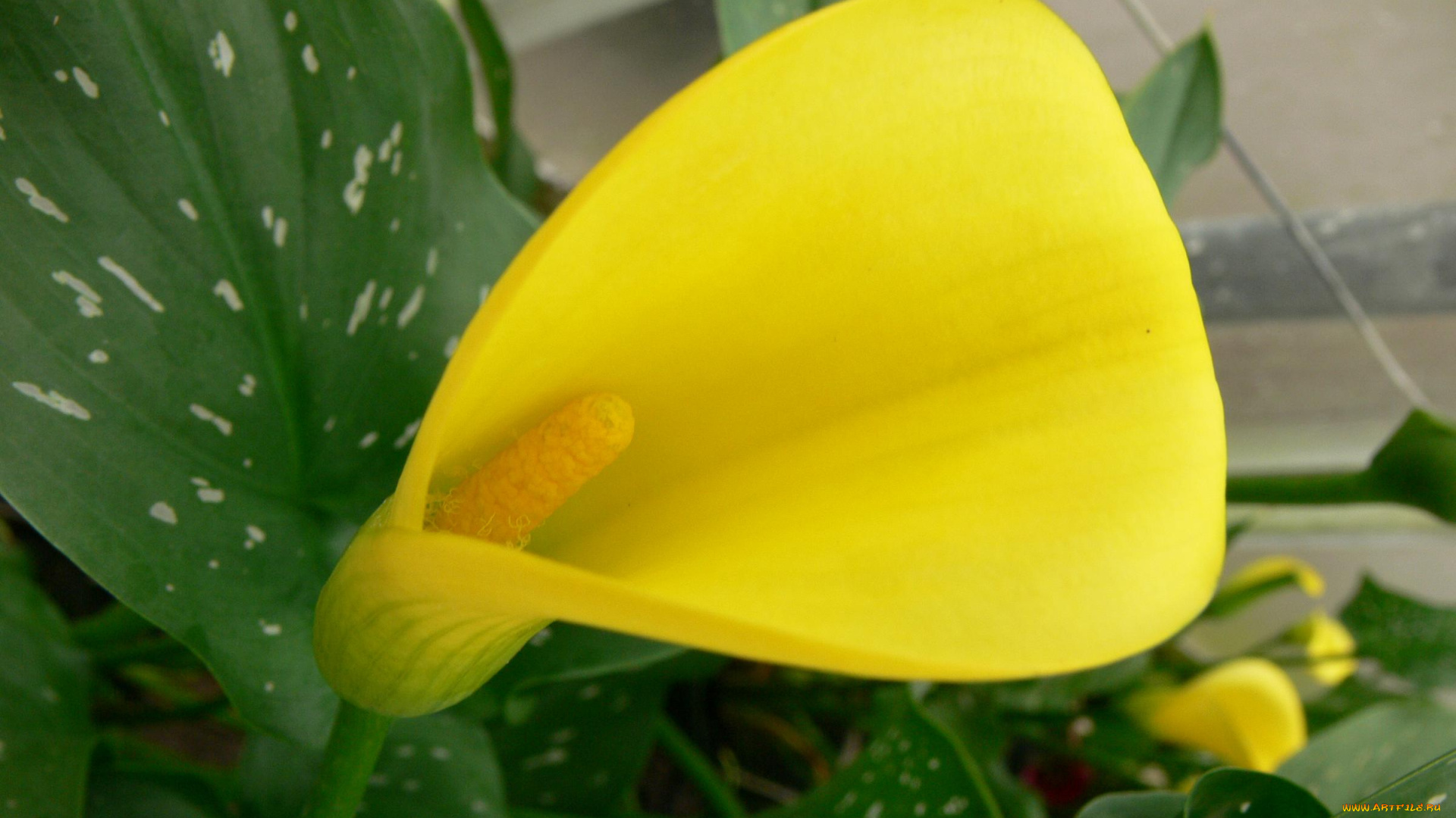 цветы, каллы