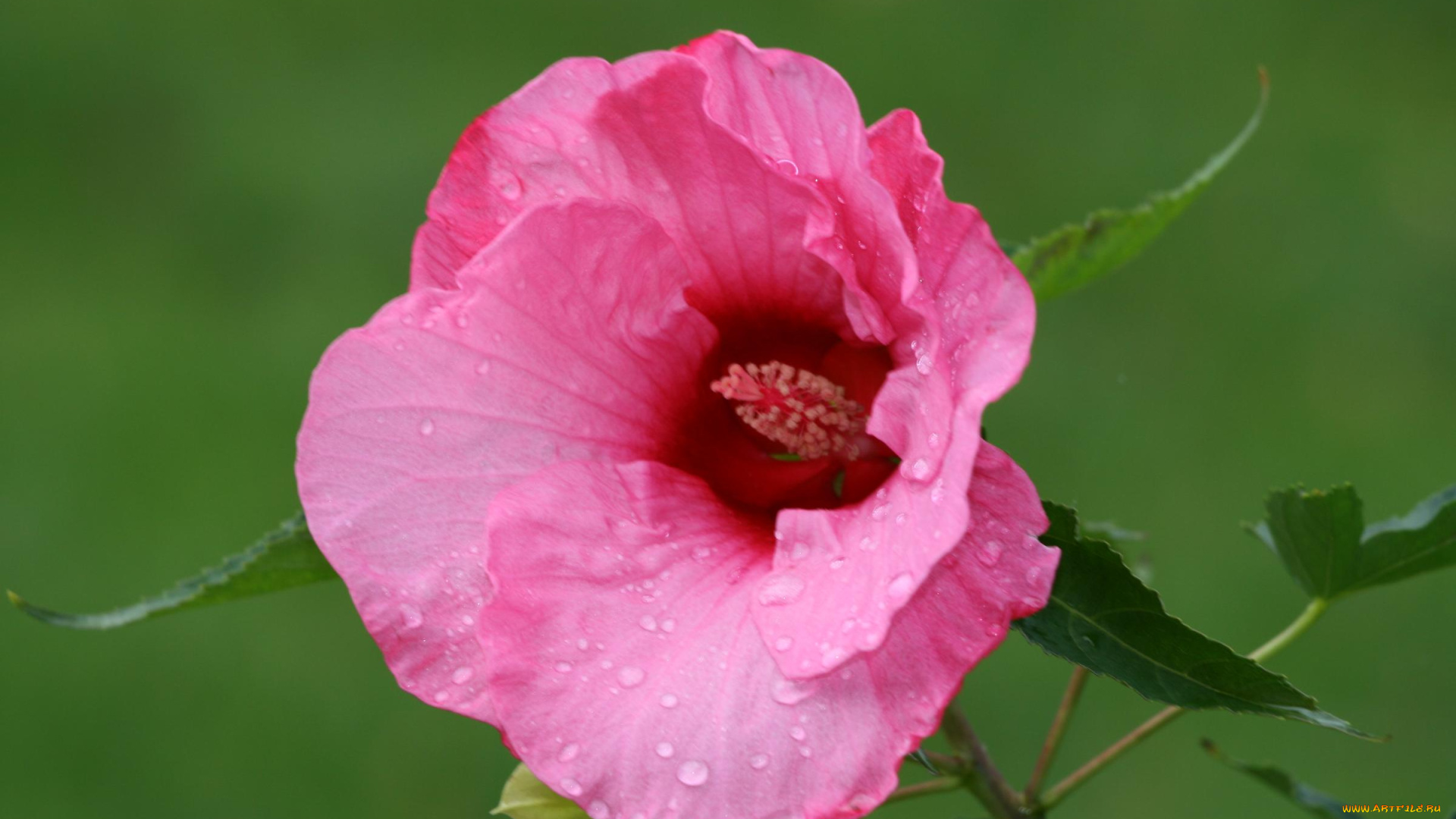 цветы, мальвы