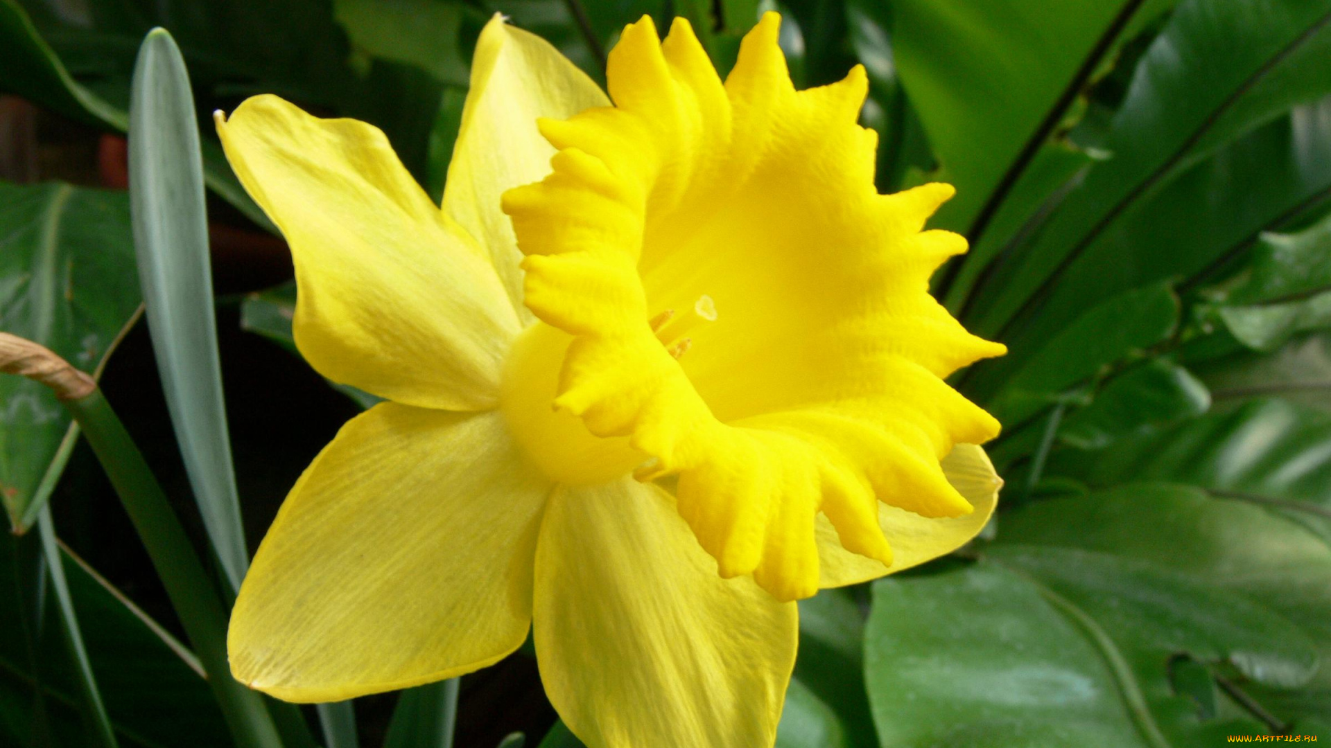 цветы, нарциссы