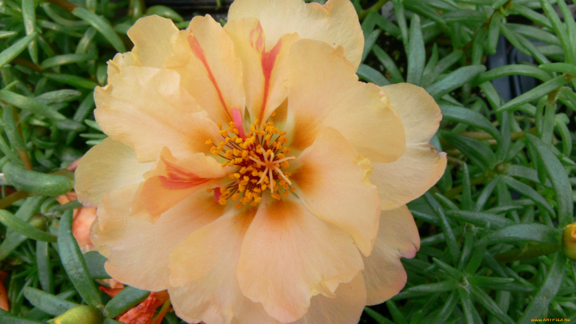 цветы, портулак