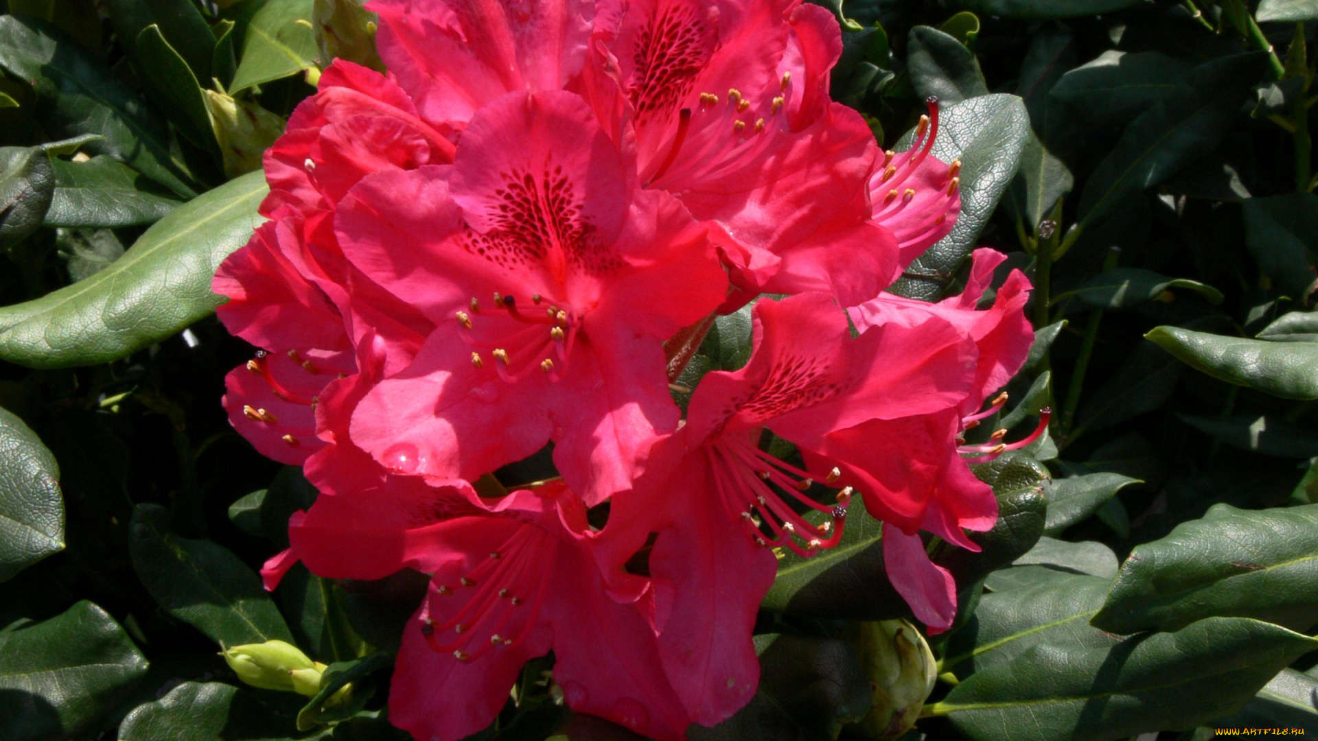 цветы, рододендроны, азалии