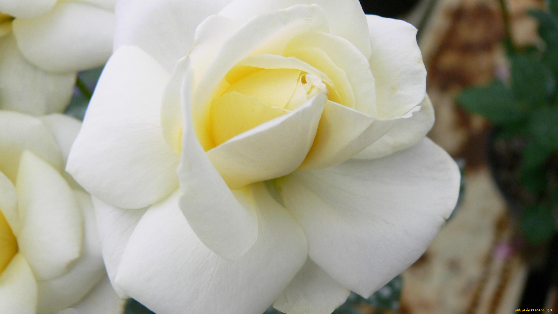 цветы, розы