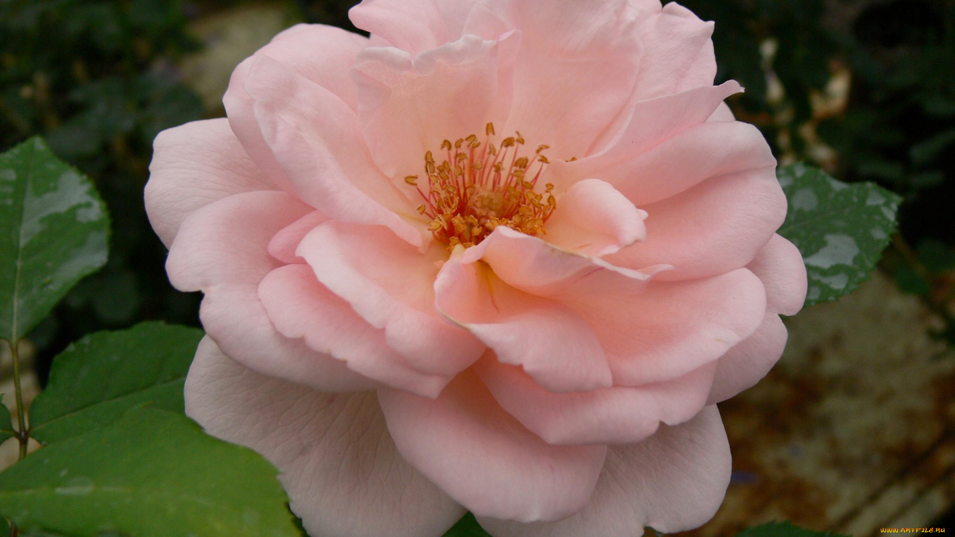 цветы, розы