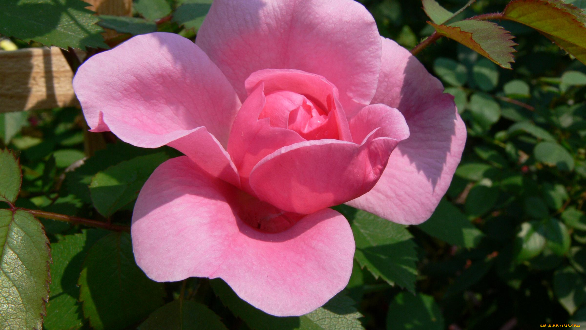 цветы, розы