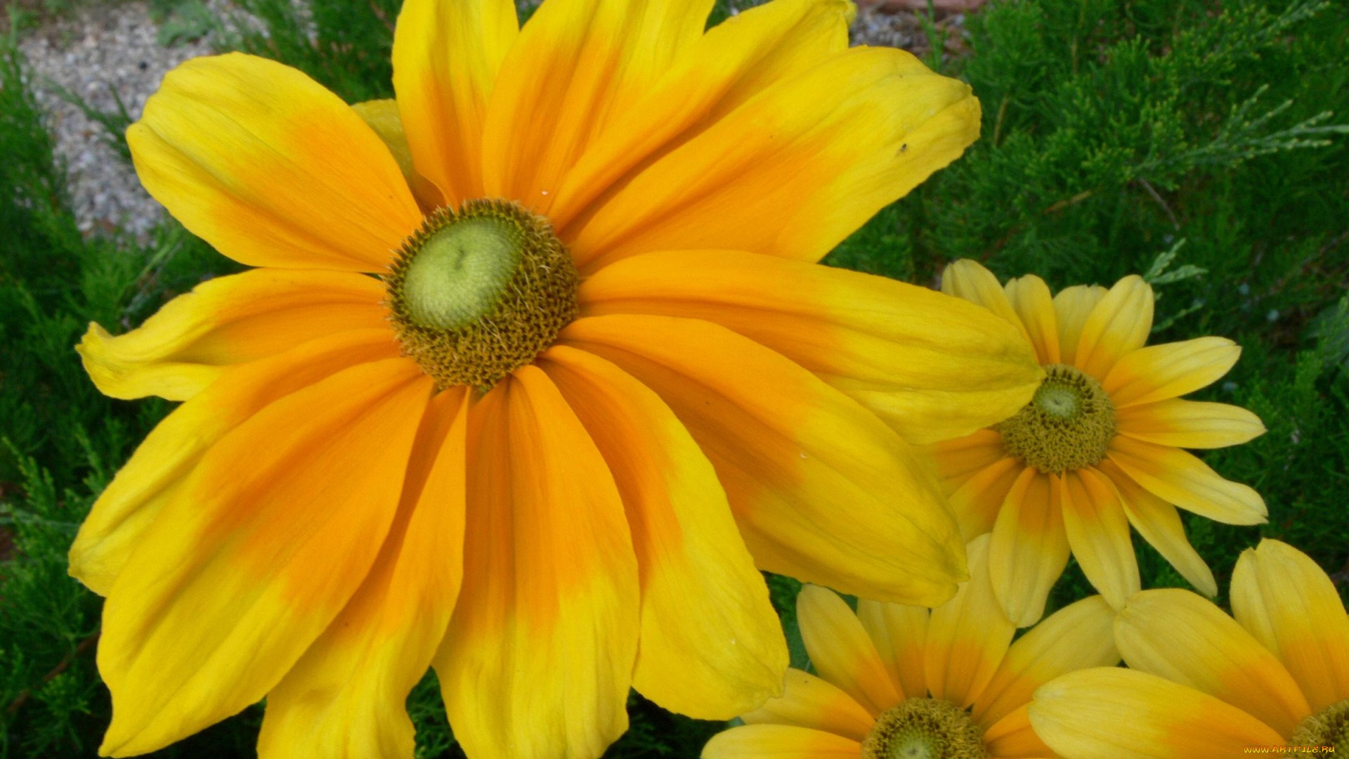 цветы, рудбекия