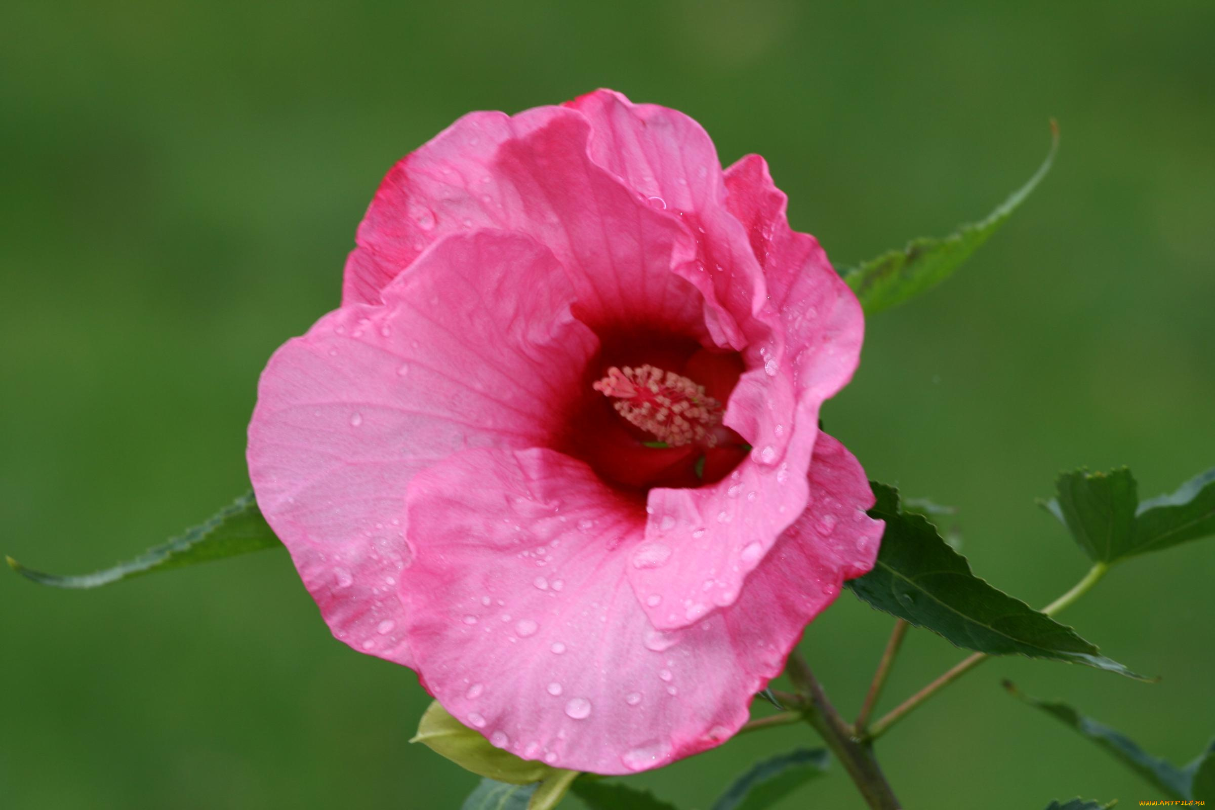 цветы, мальвы