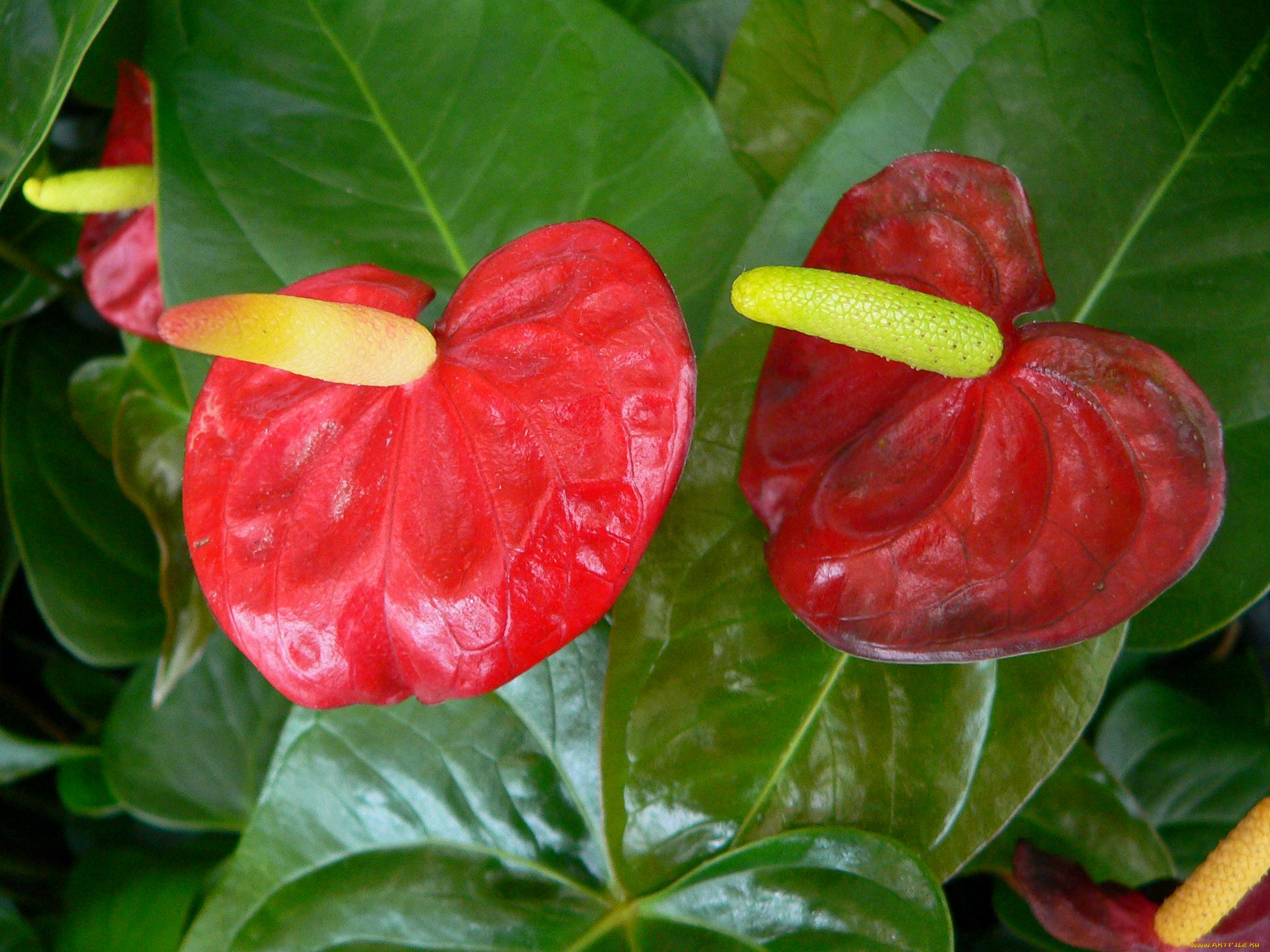 цветы, антуриум, цветок, фламинго