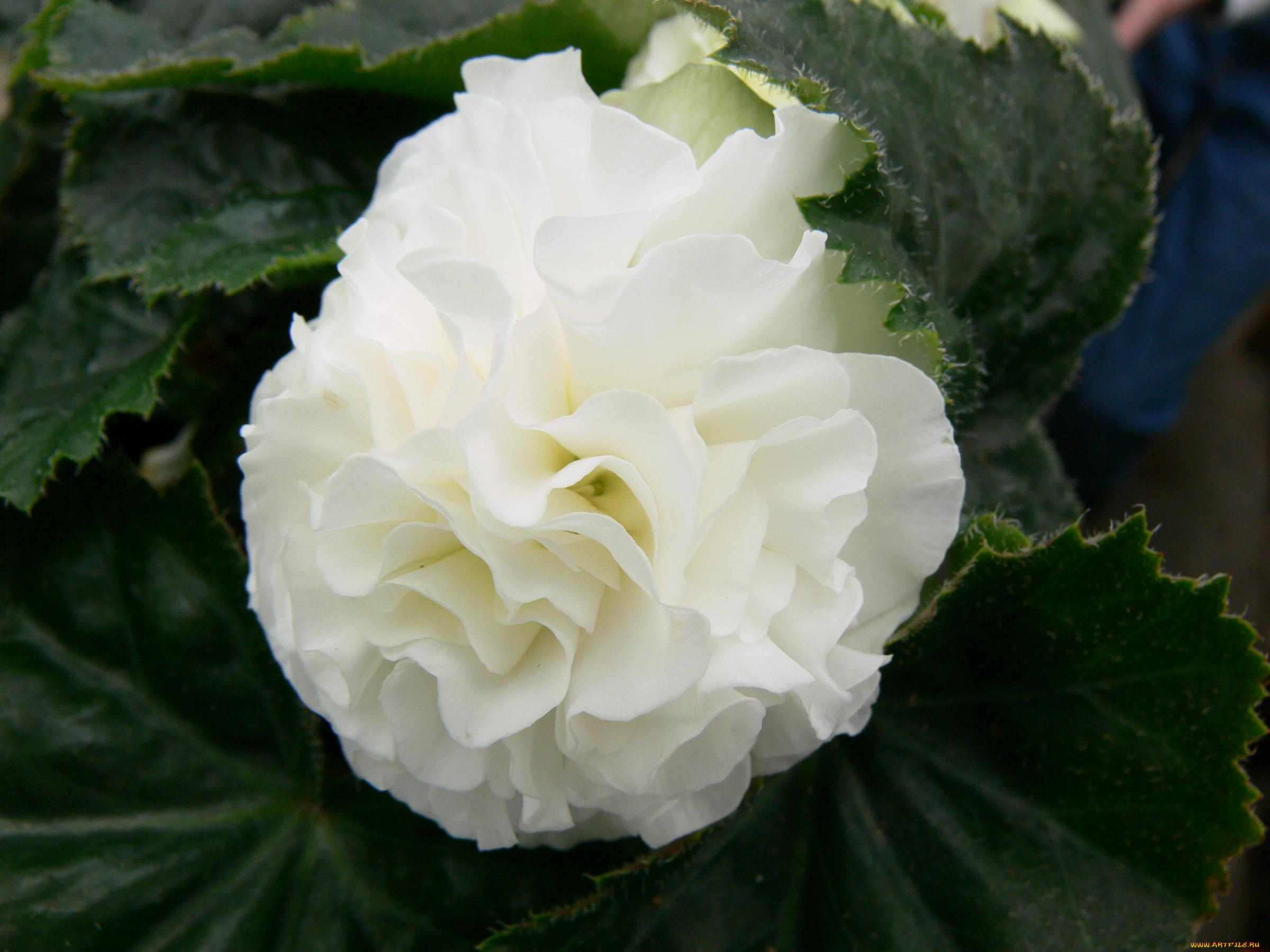 цветы, бегония