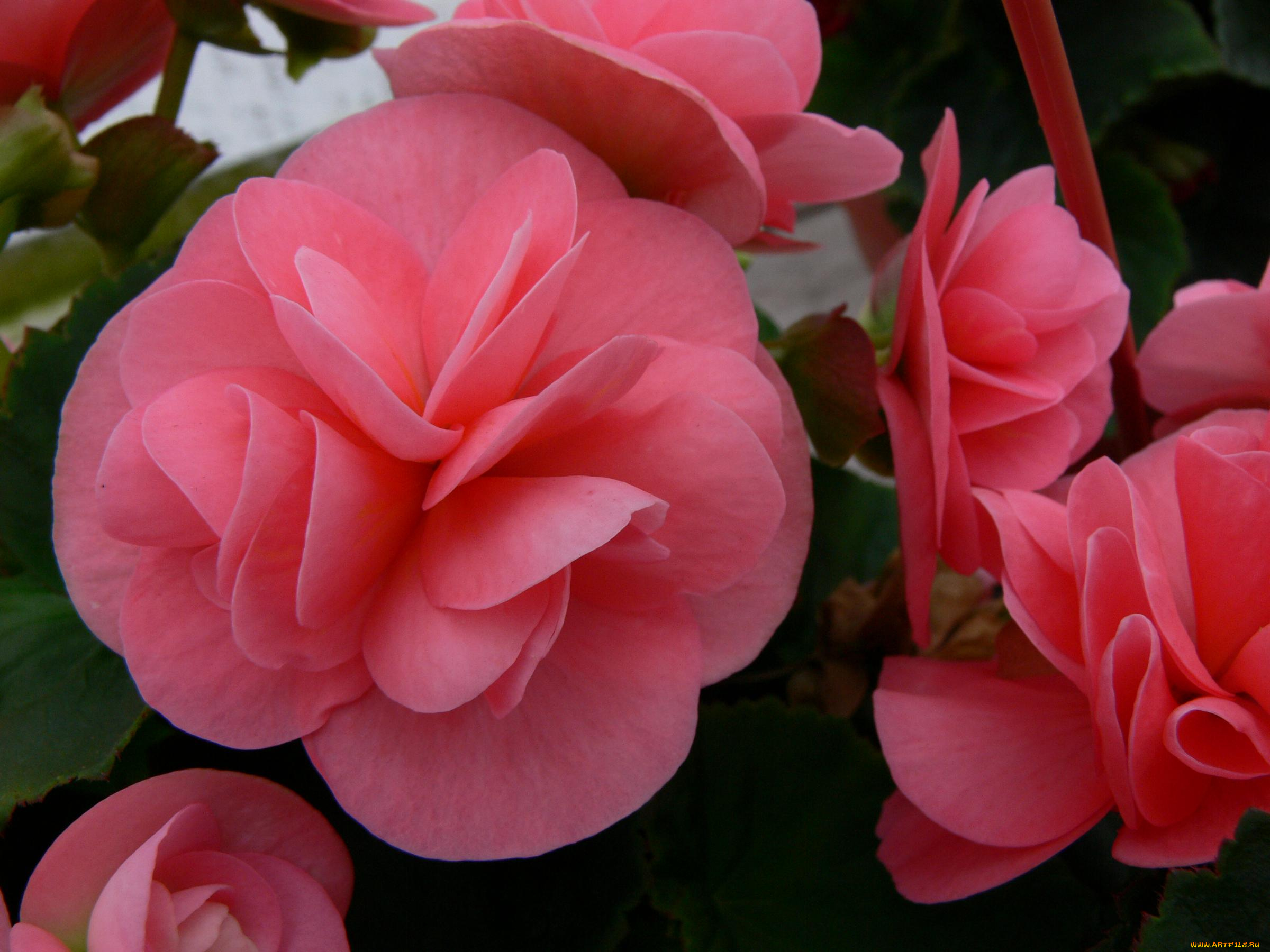 цветы, бегония