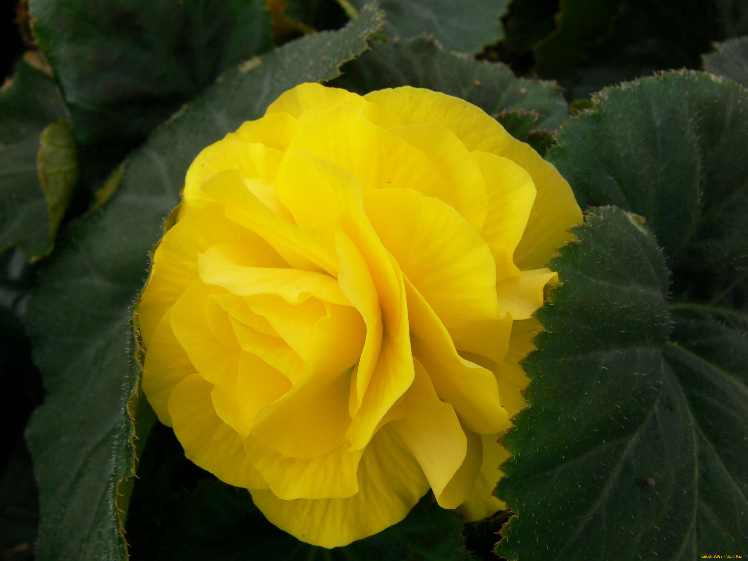 цветы, бегония