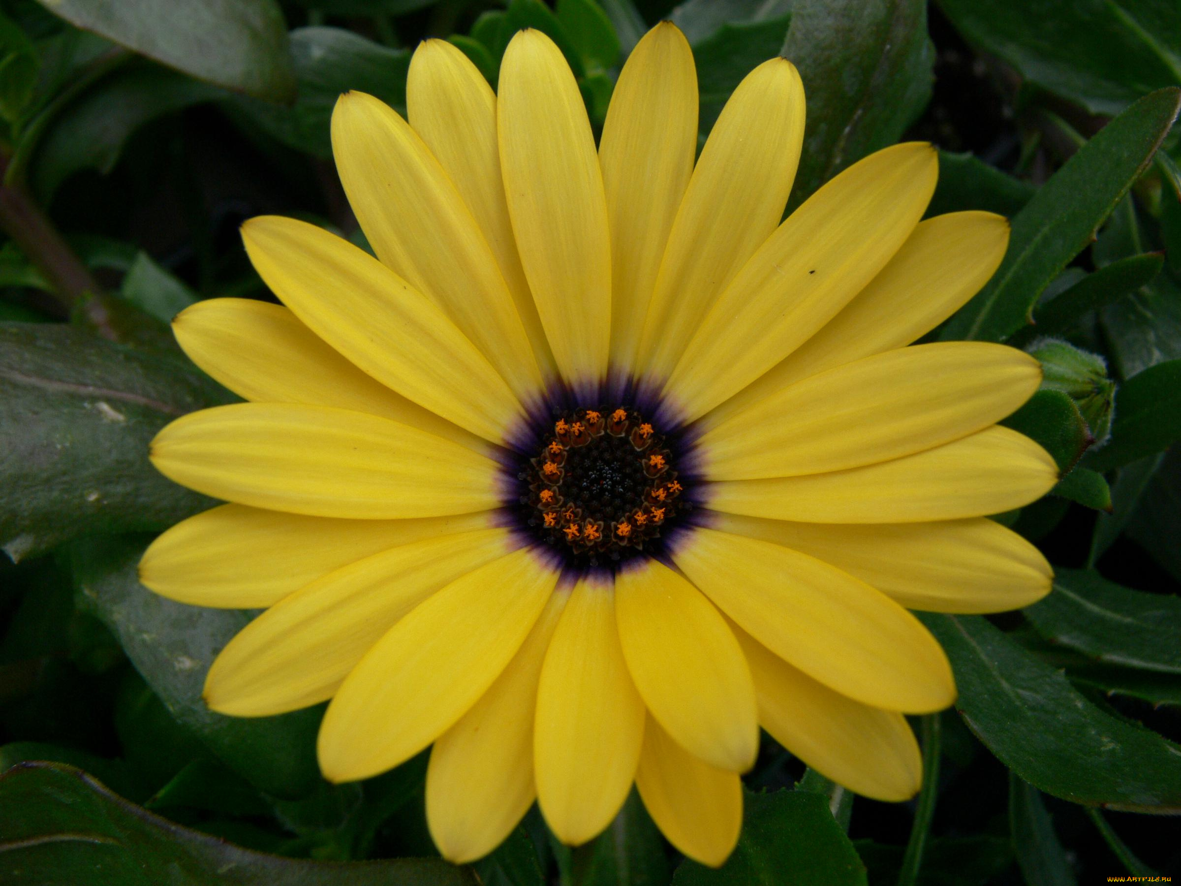 цветы, диморфотеки