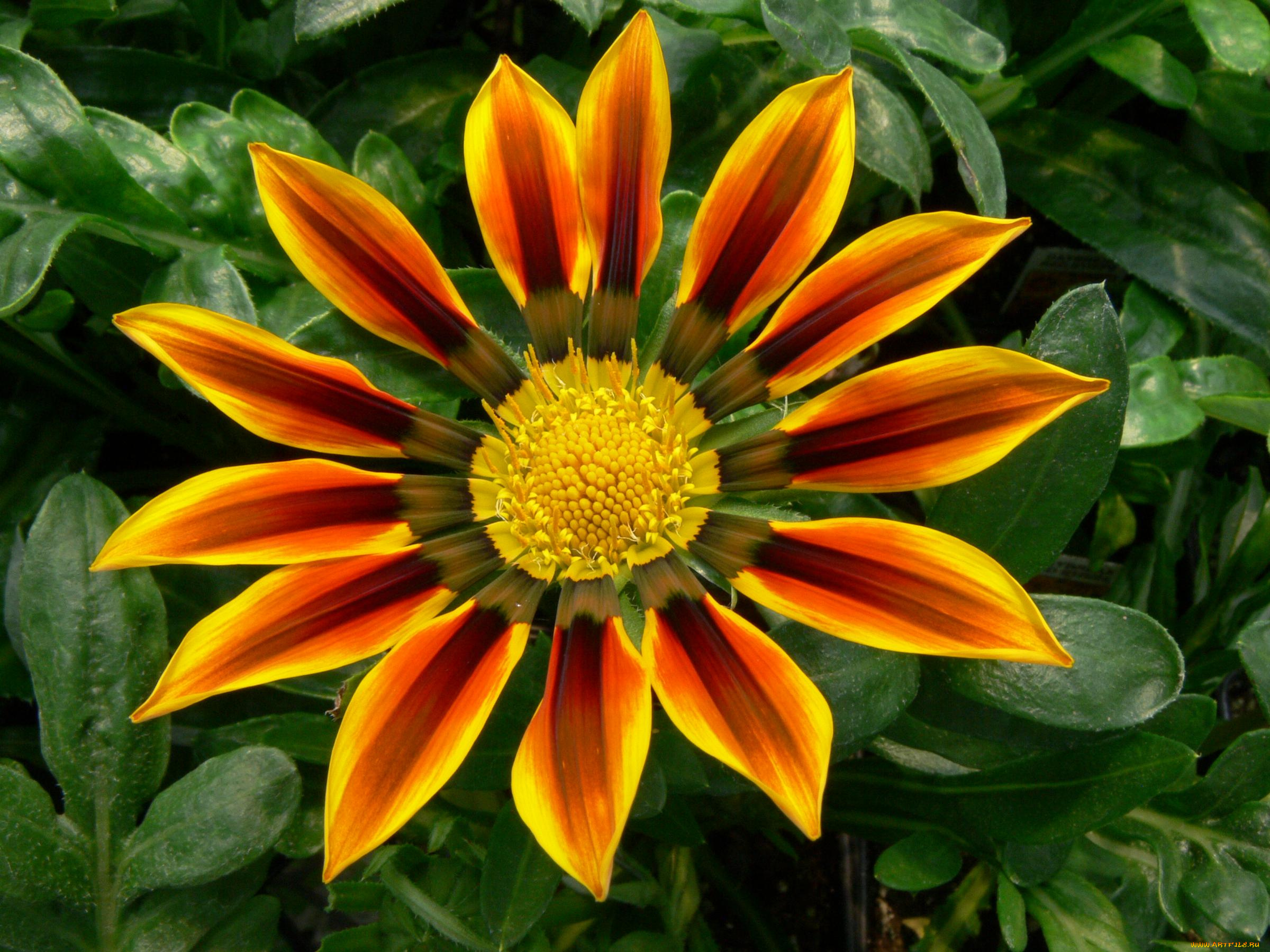 цветы, газания