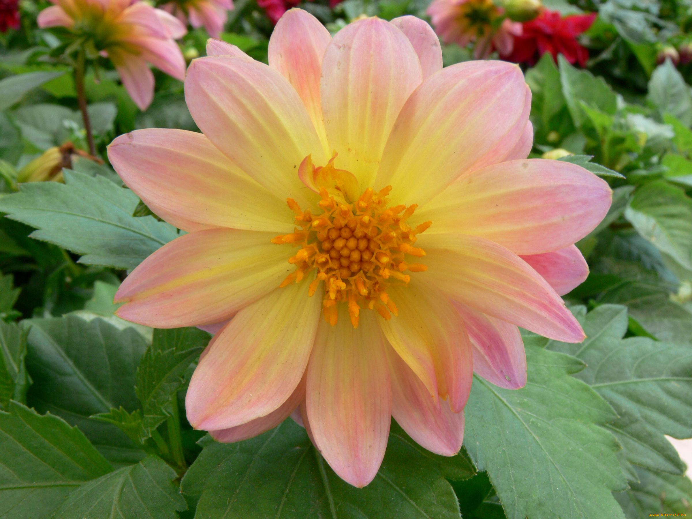 цветы, георгины