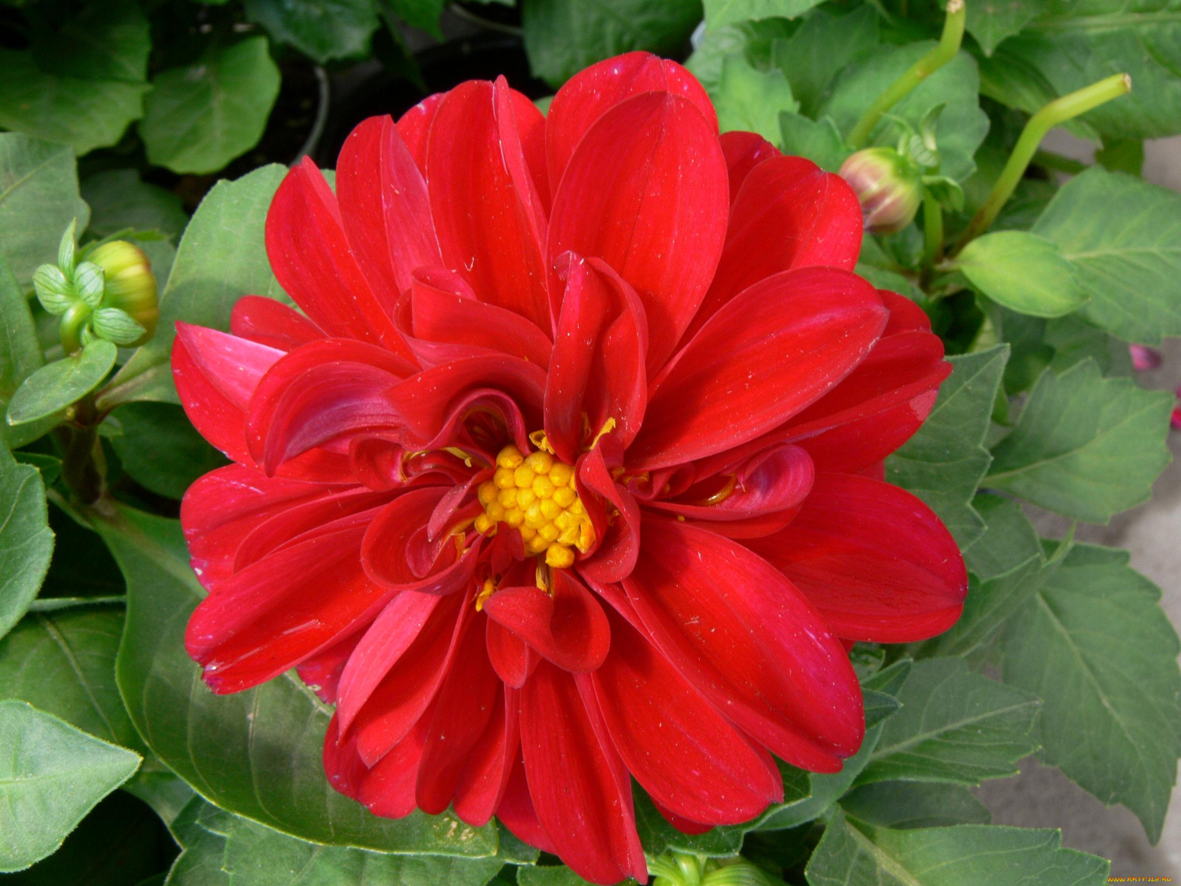 цветы, георгины