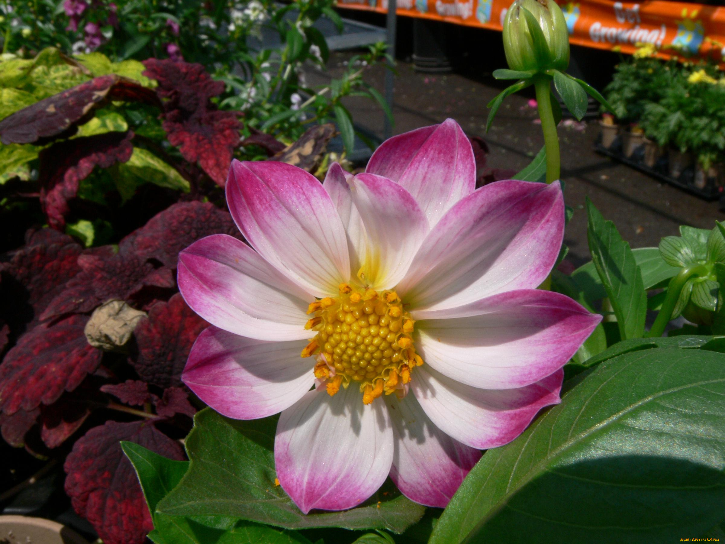 цветы, георгины