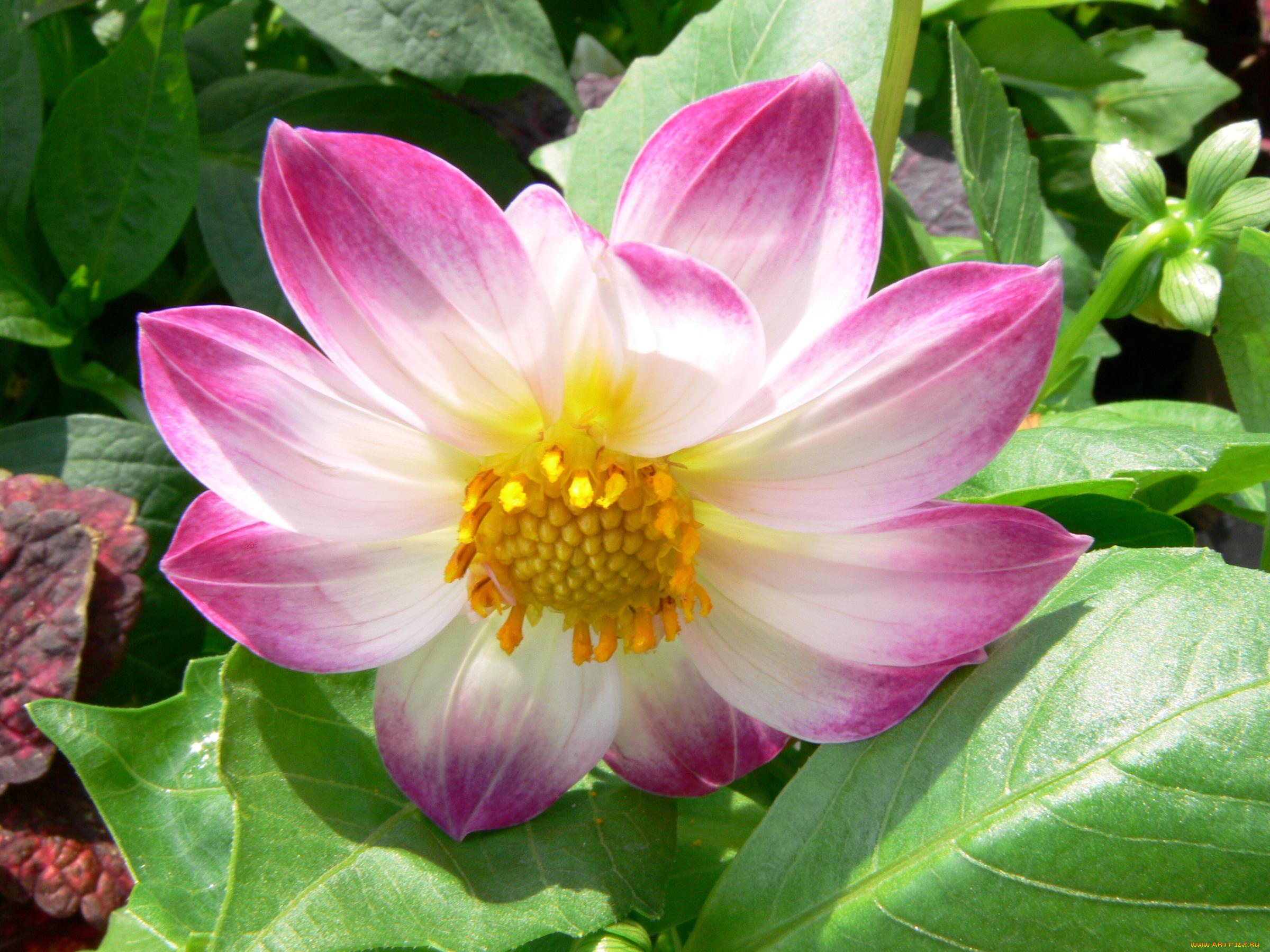 цветы, георгины