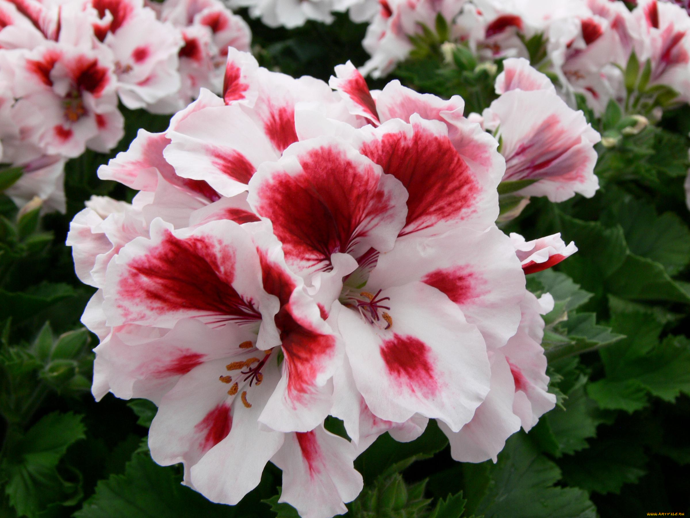 цветы, герань