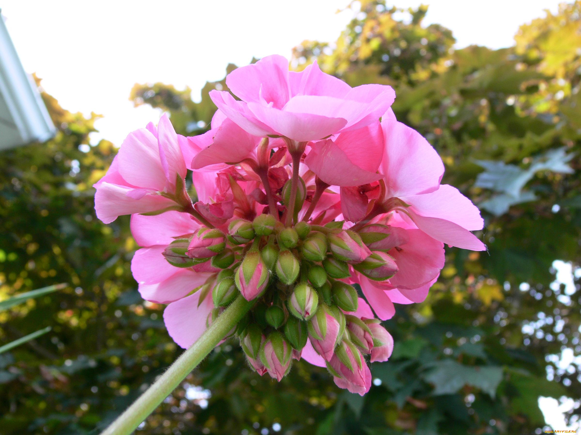 цветы, герань