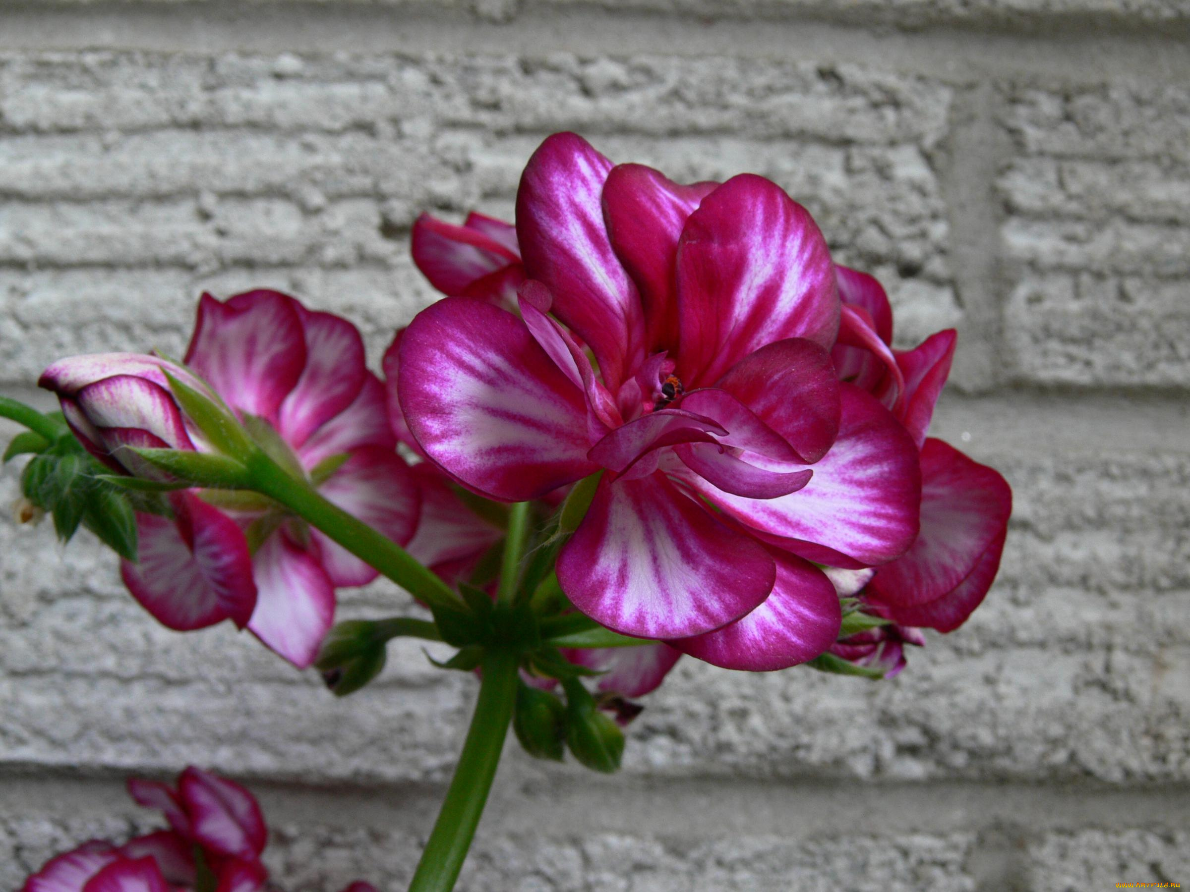 цветы, герань