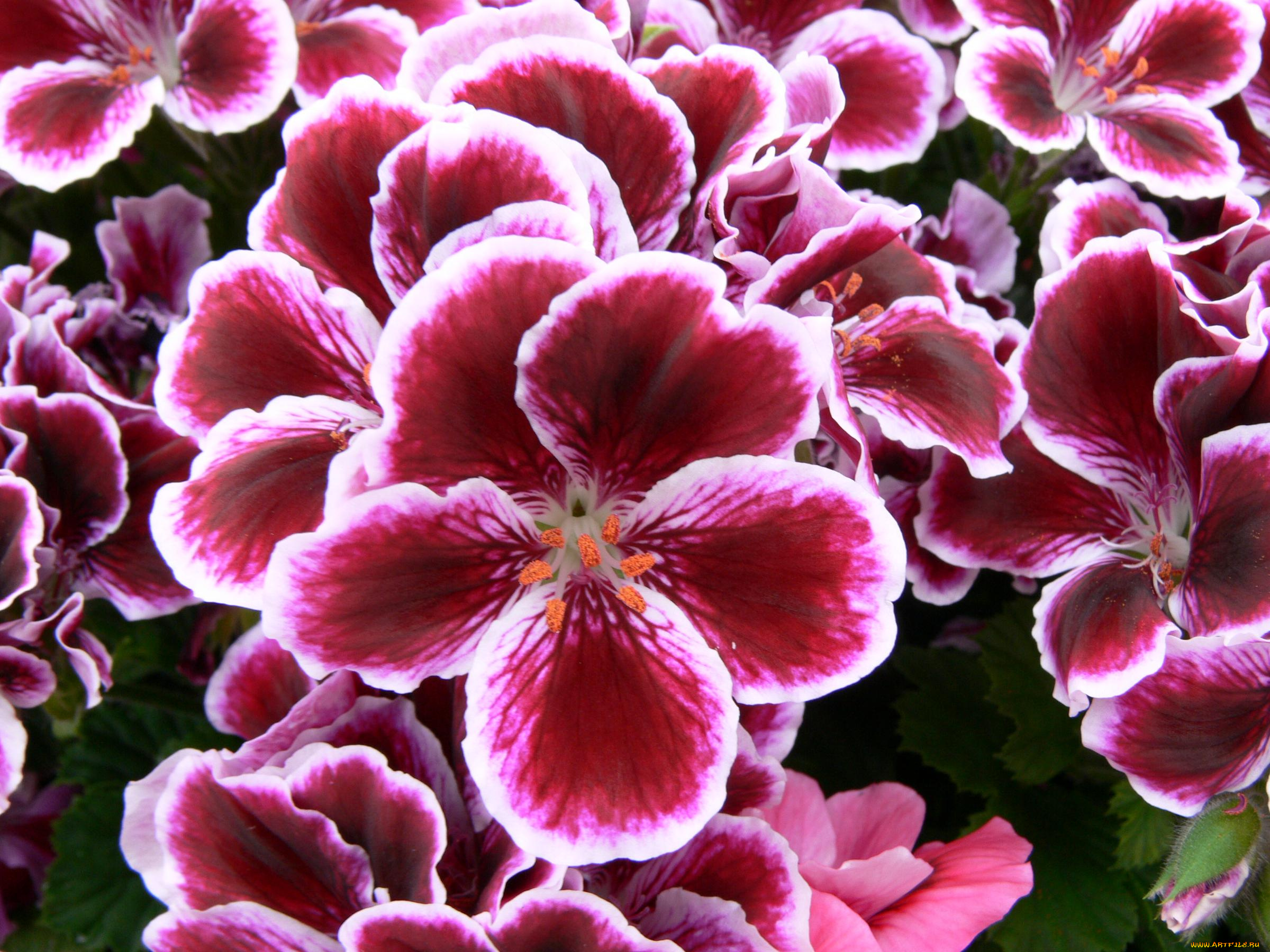 цветы, герань