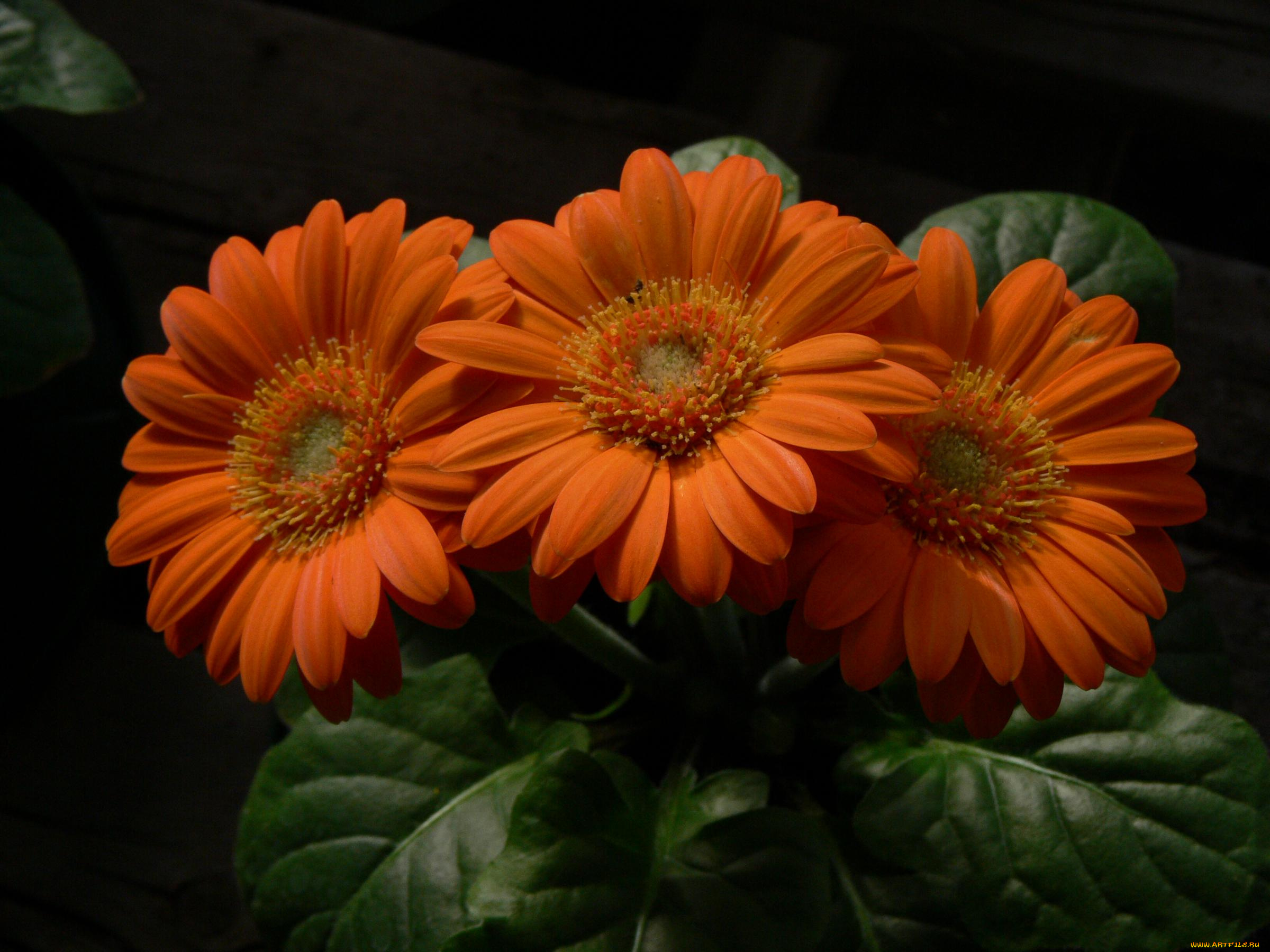 цветы, герберы