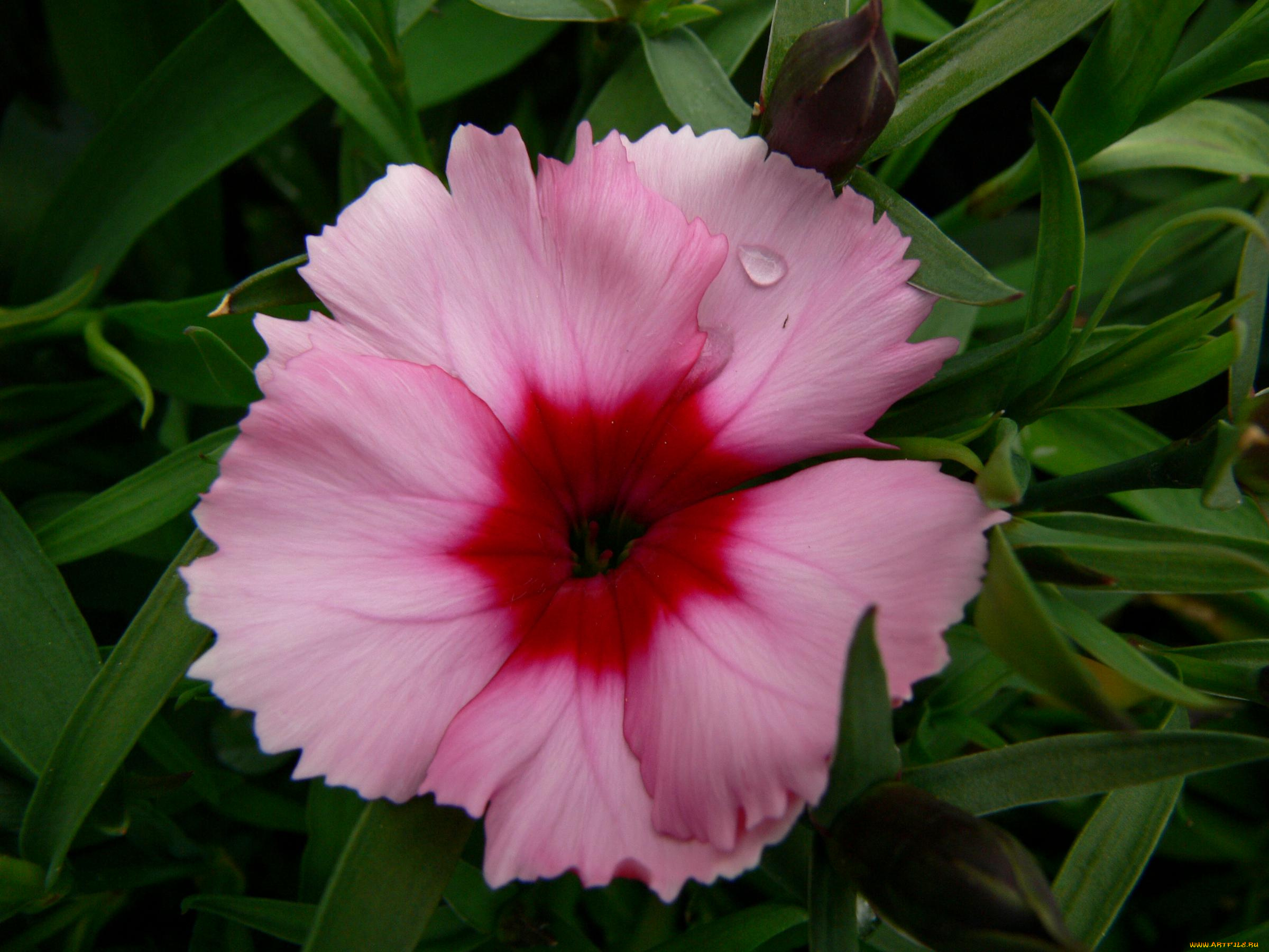 цветы, гвоздики