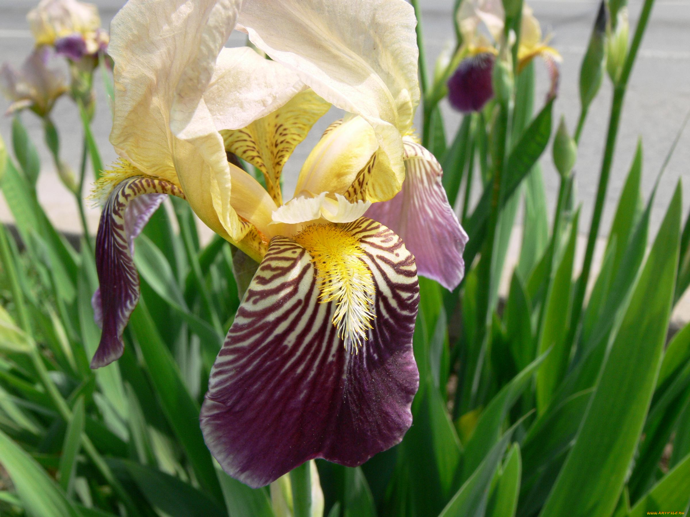 цветы, ирисы