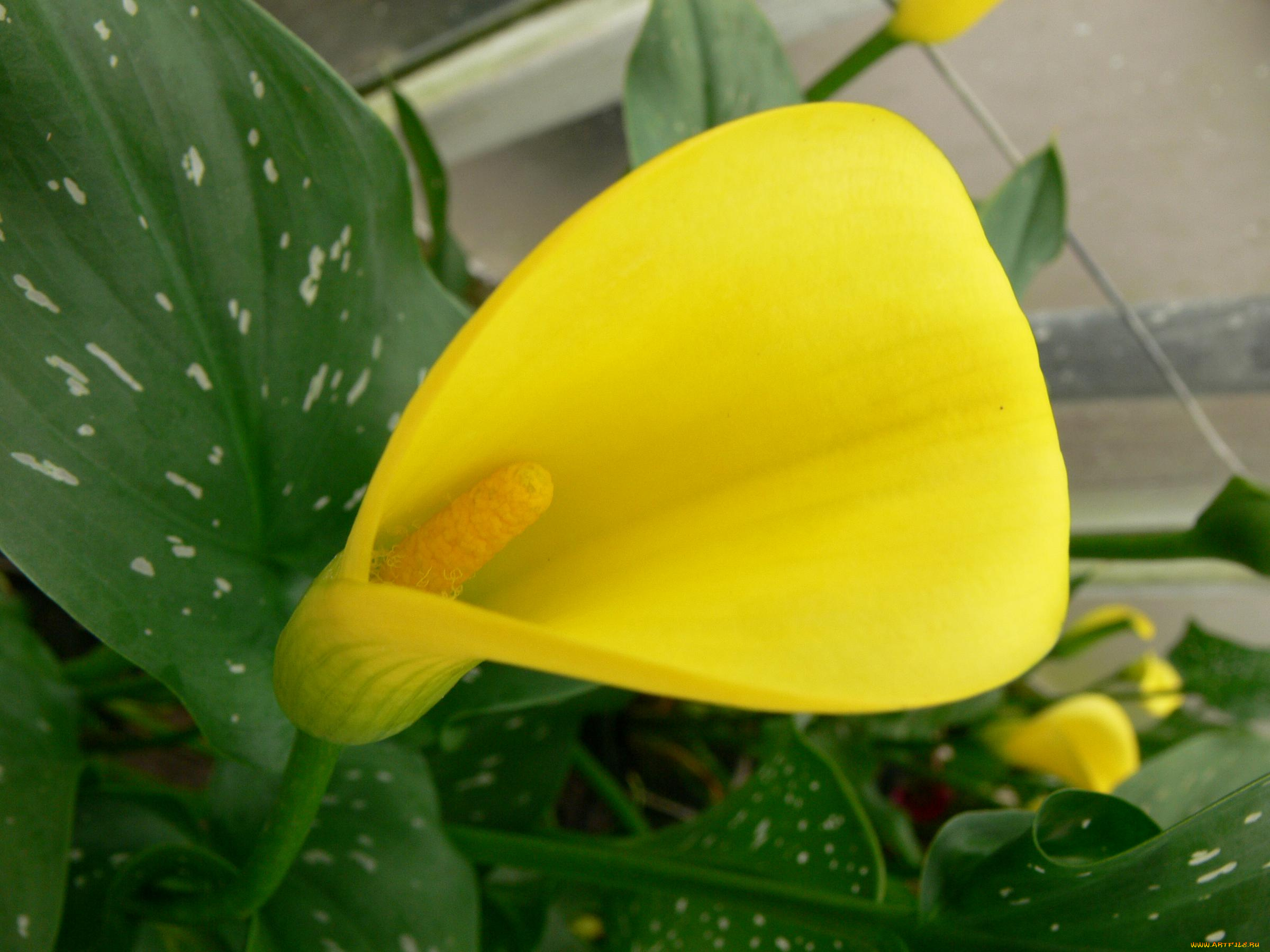 цветы, каллы