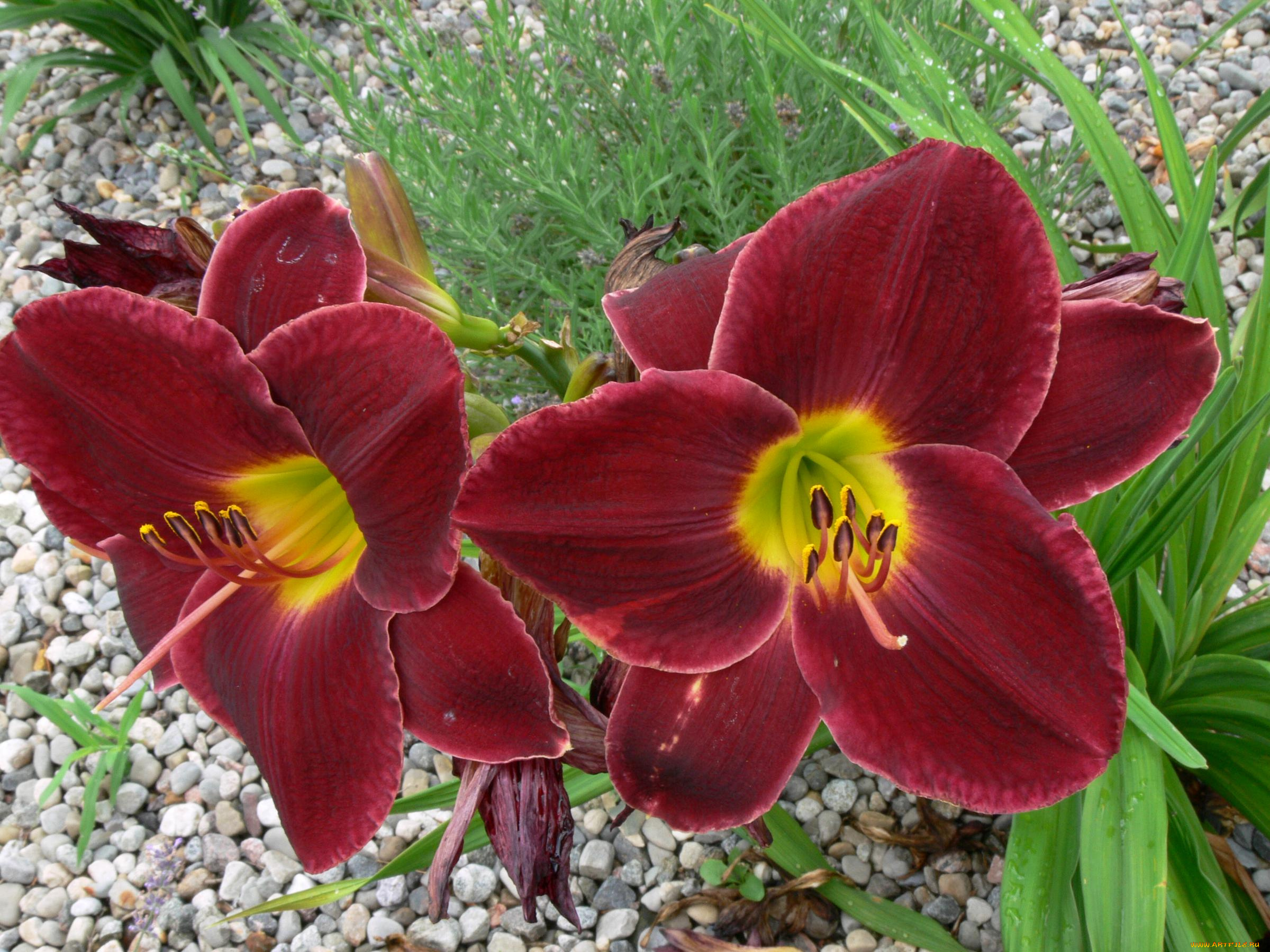 цветы, лилии, лилейники