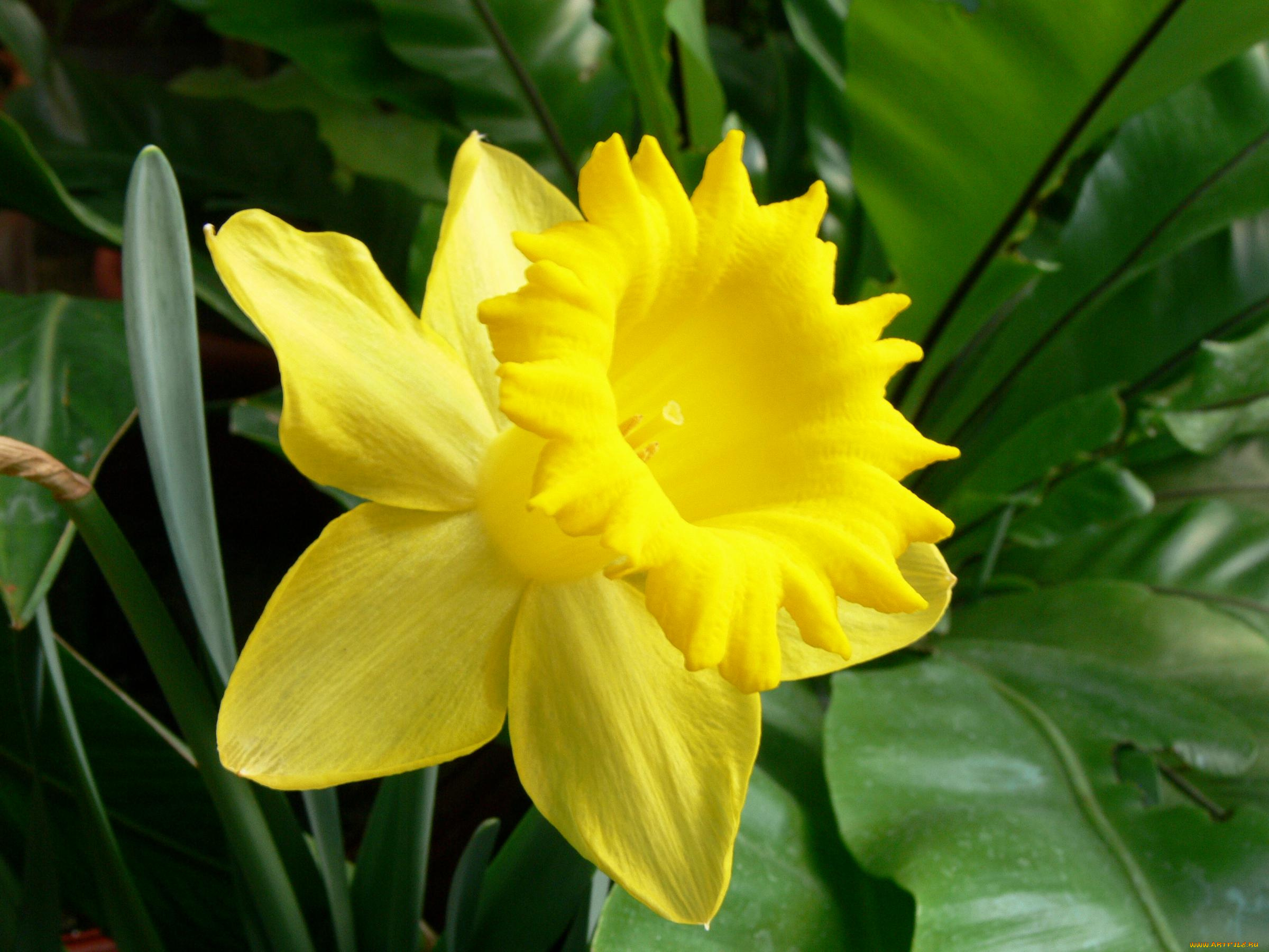 цветы, нарциссы