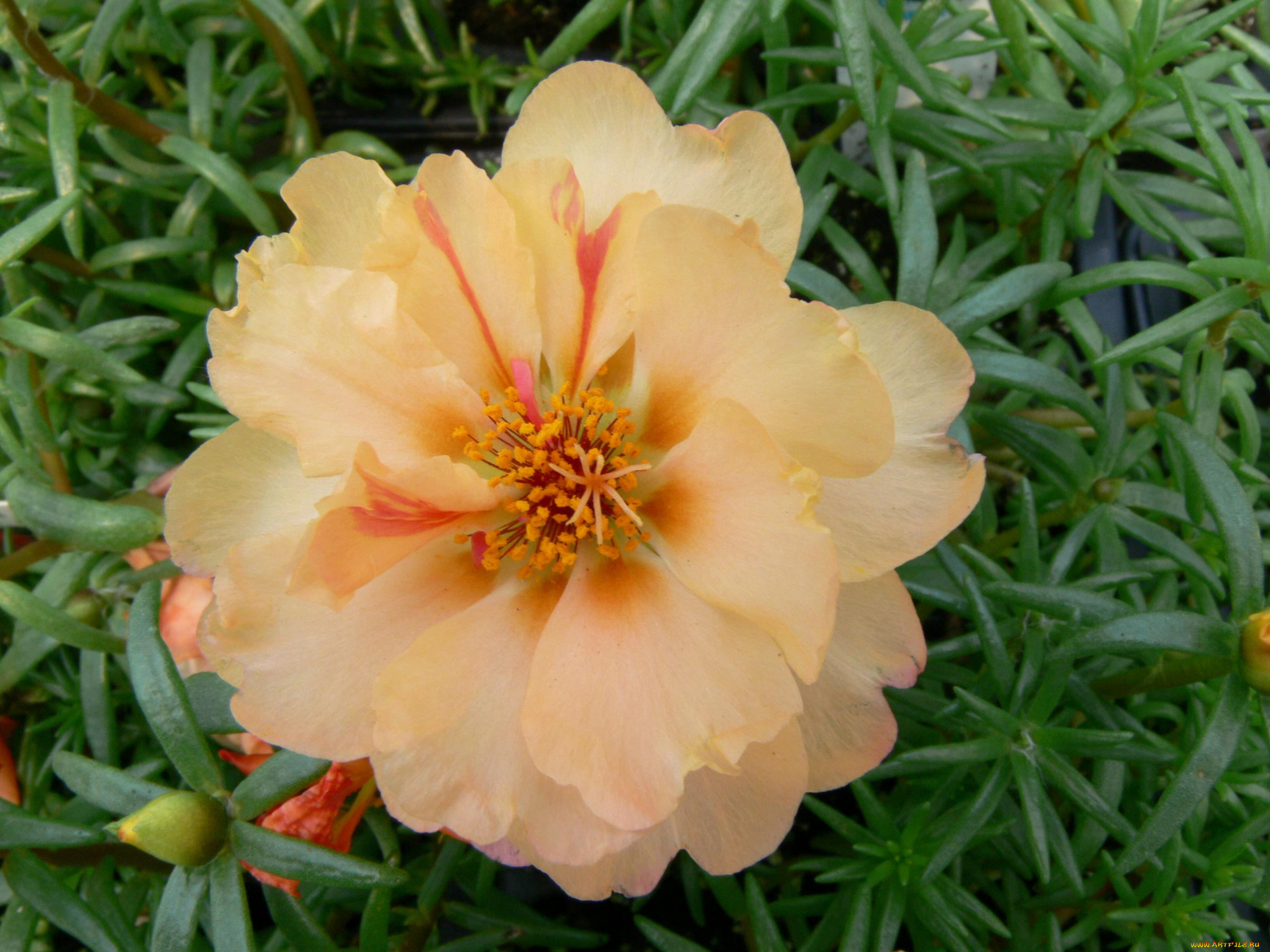 цветы, портулак