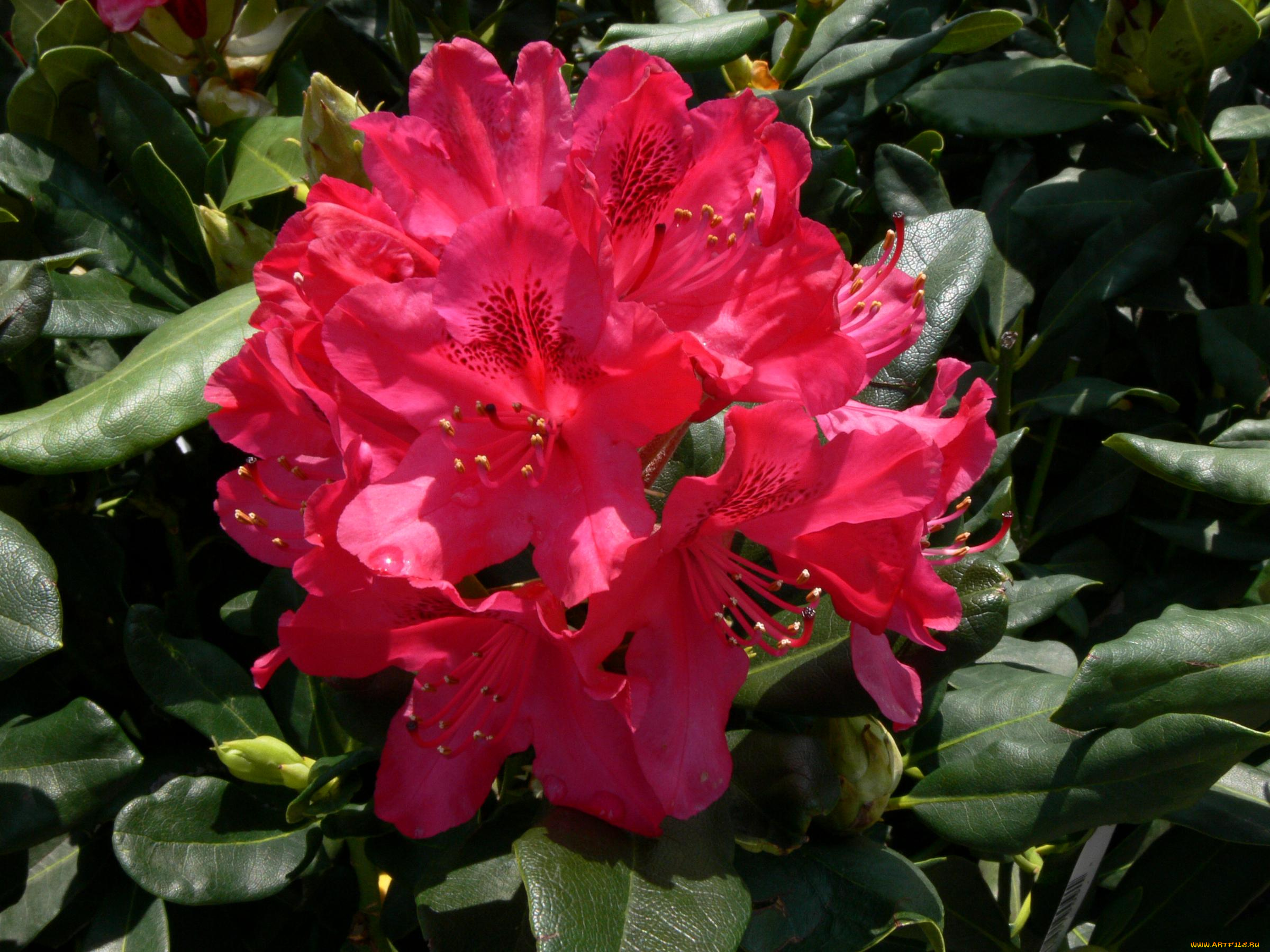 цветы, рододендроны, азалии
