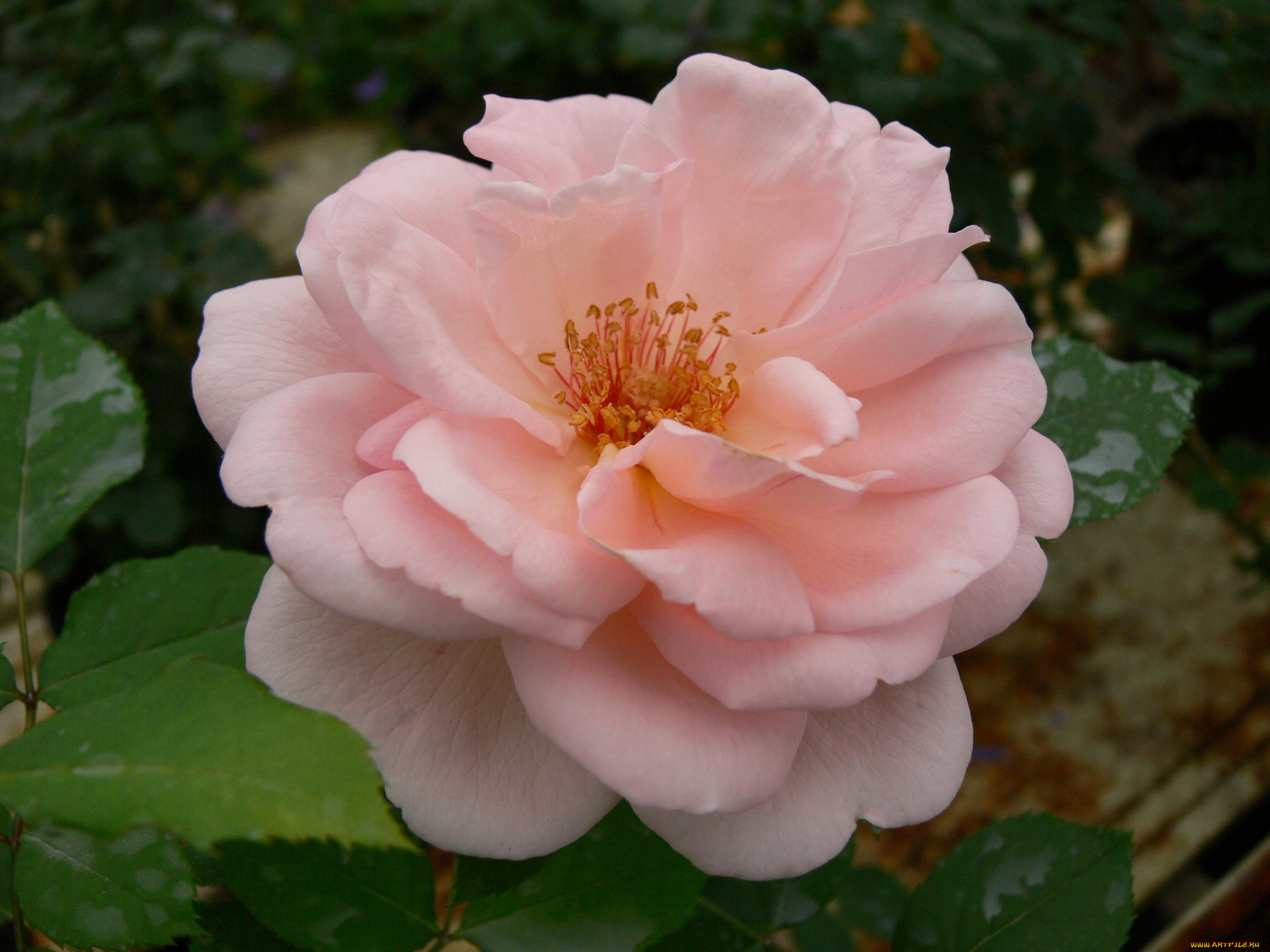 цветы, розы