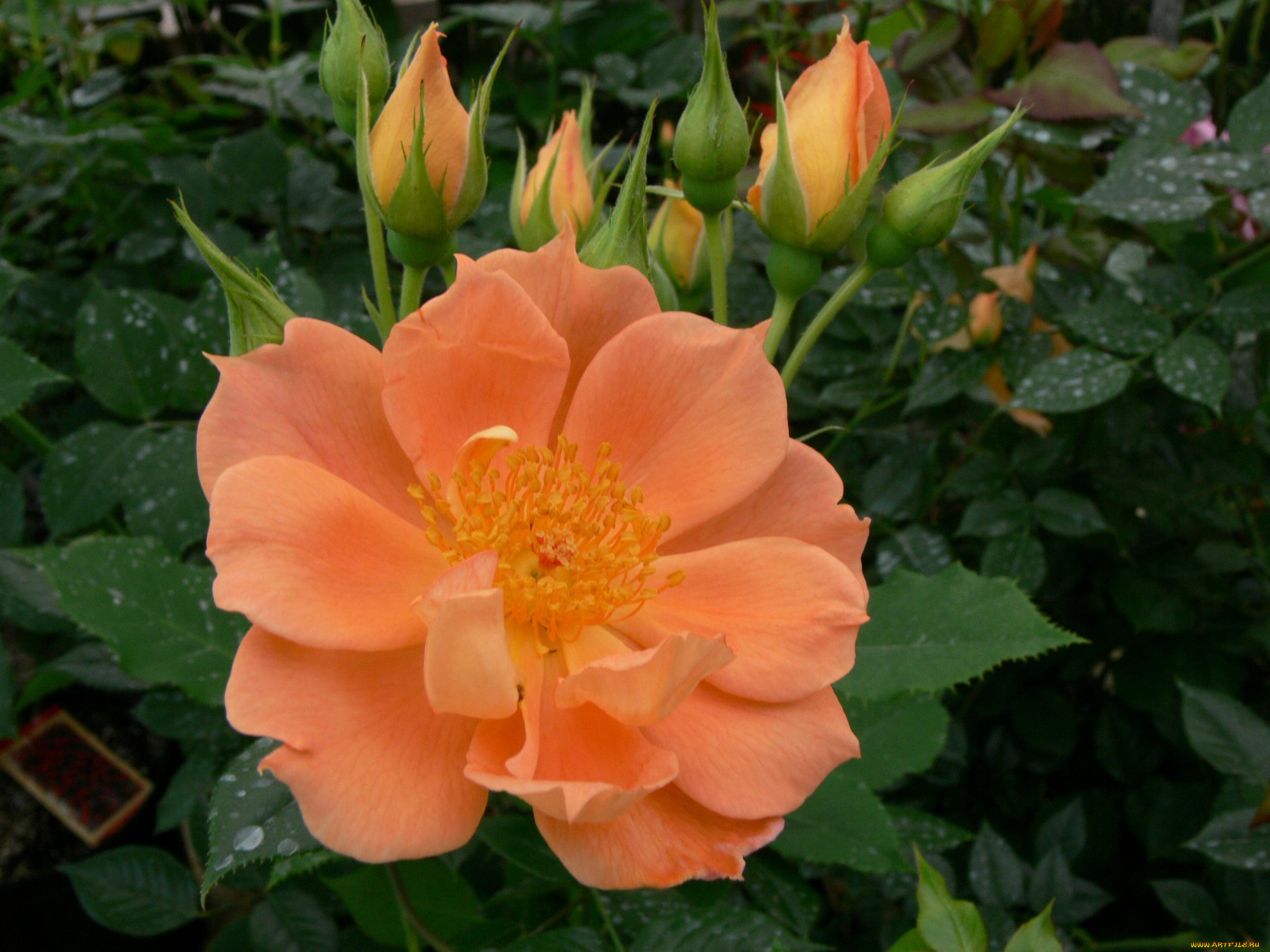 цветы, розы