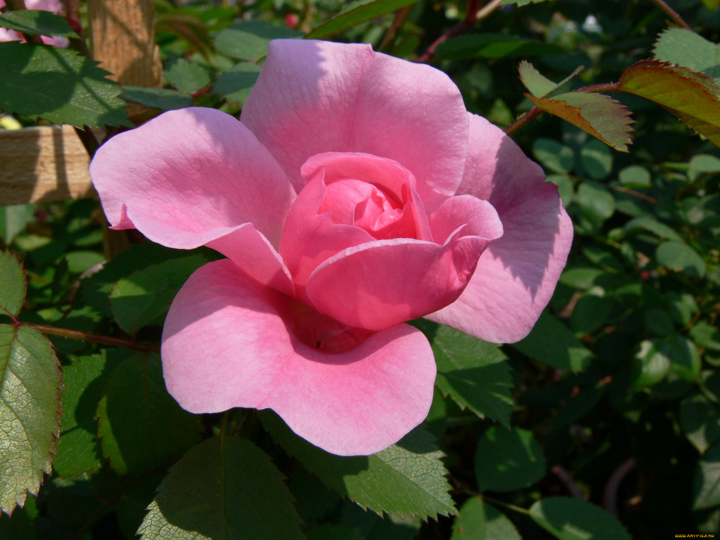 цветы, розы