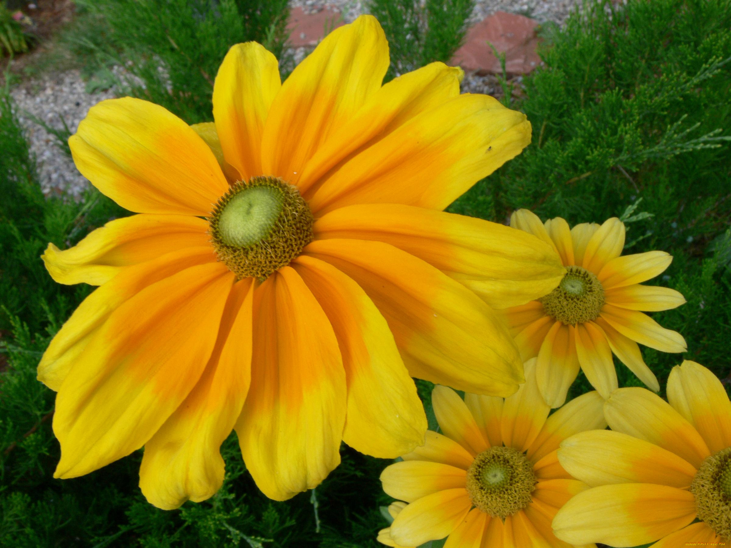 цветы, рудбекия